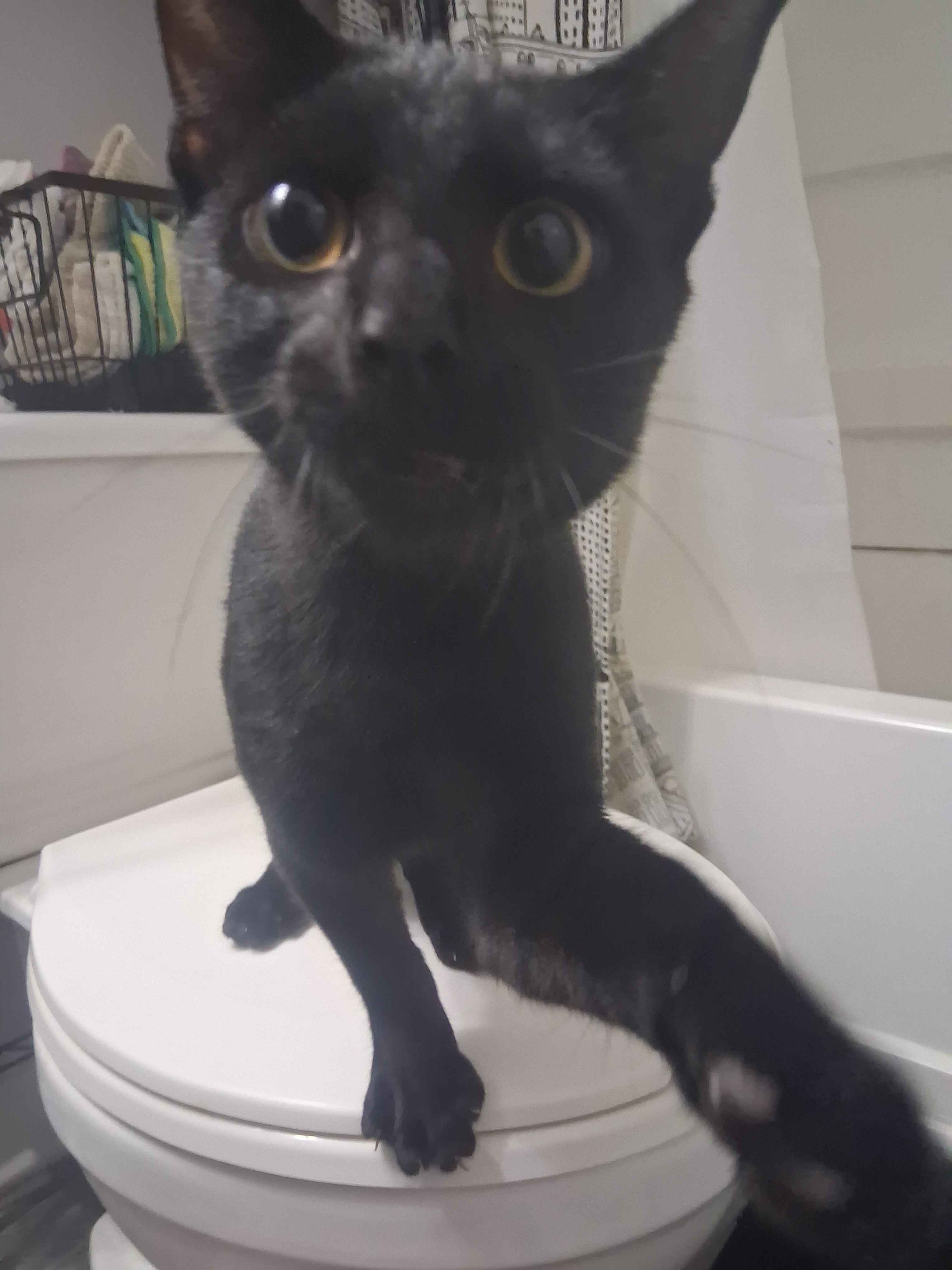 Please help save my kitten Orlok's life. campaign photo, 7 of 8