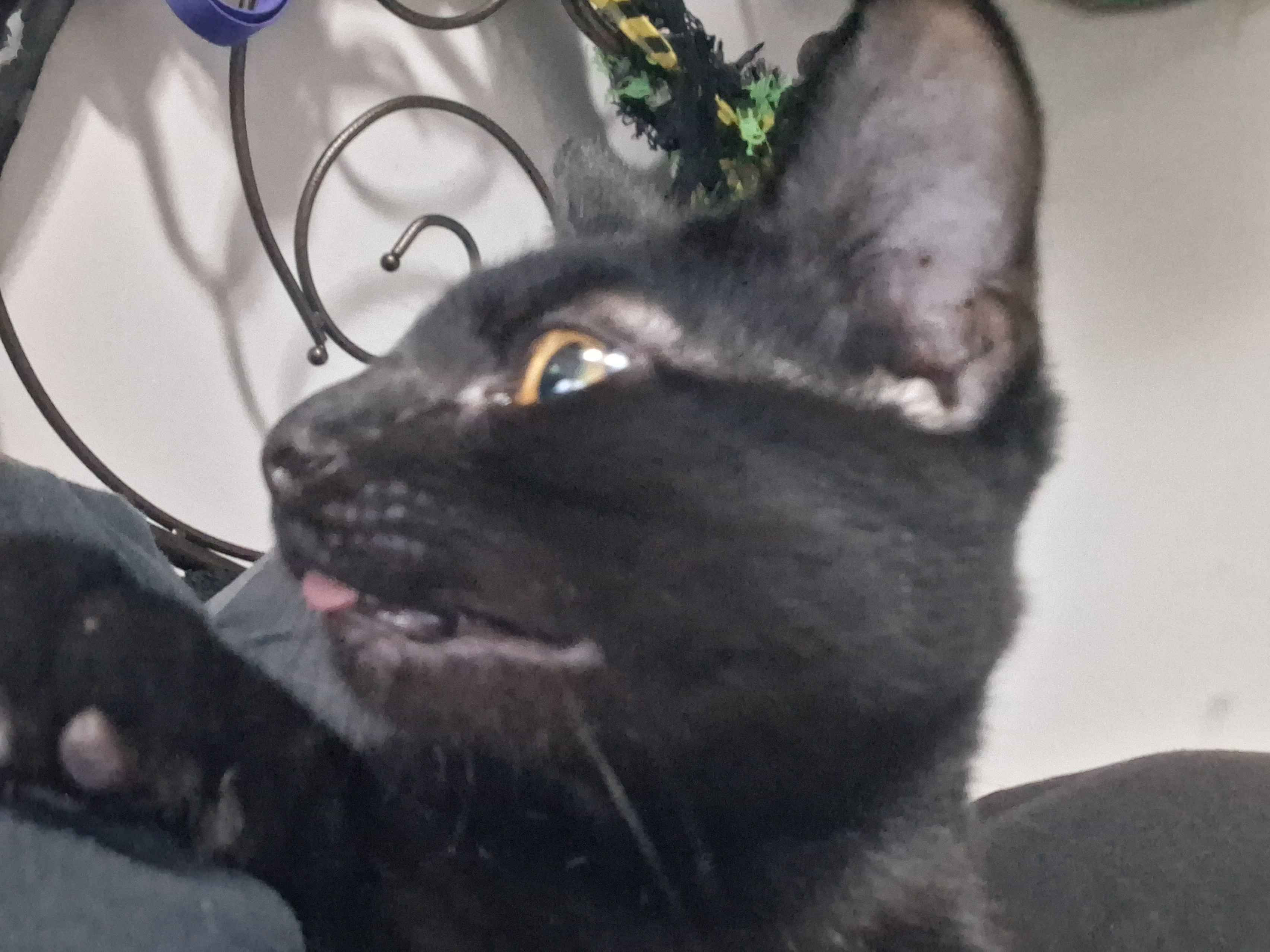 Please help save my kitten Orlok's life. campaign photo, 2 of 8