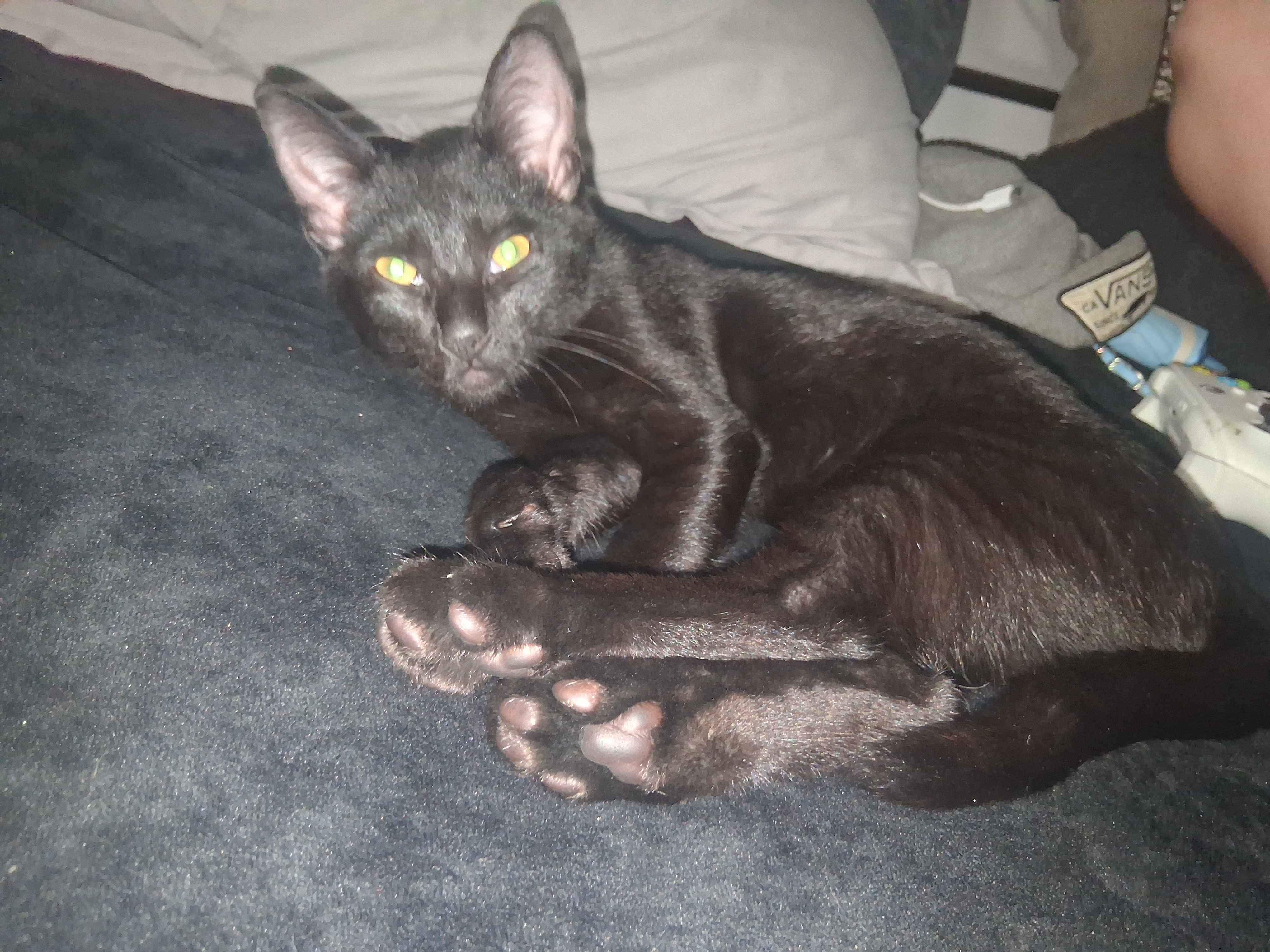 Please help save my kitten Orlok's life. campaign photo, 4 of 8