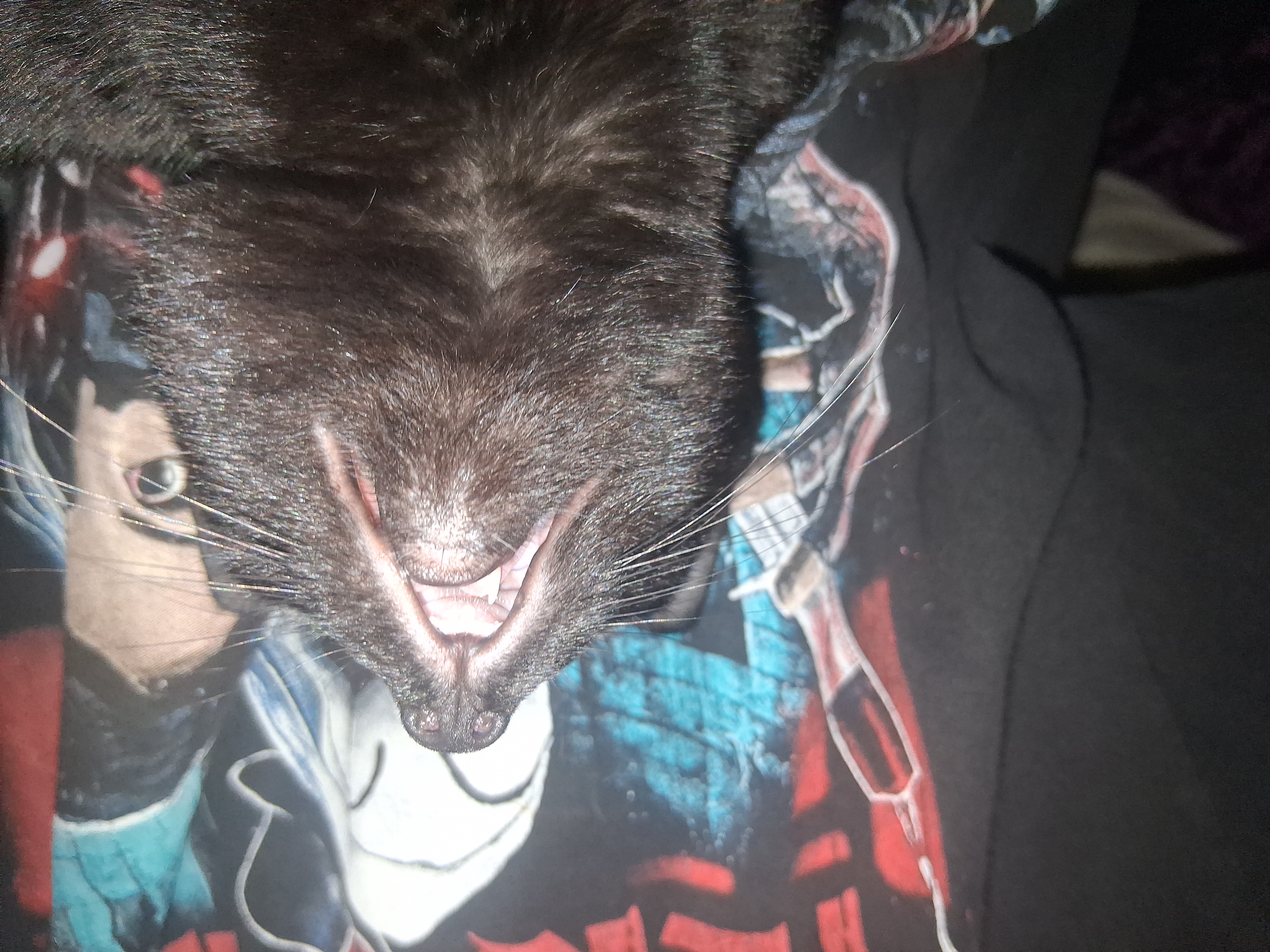 Please help save my kitten Orlok's life. campaign photo, 5 of 8