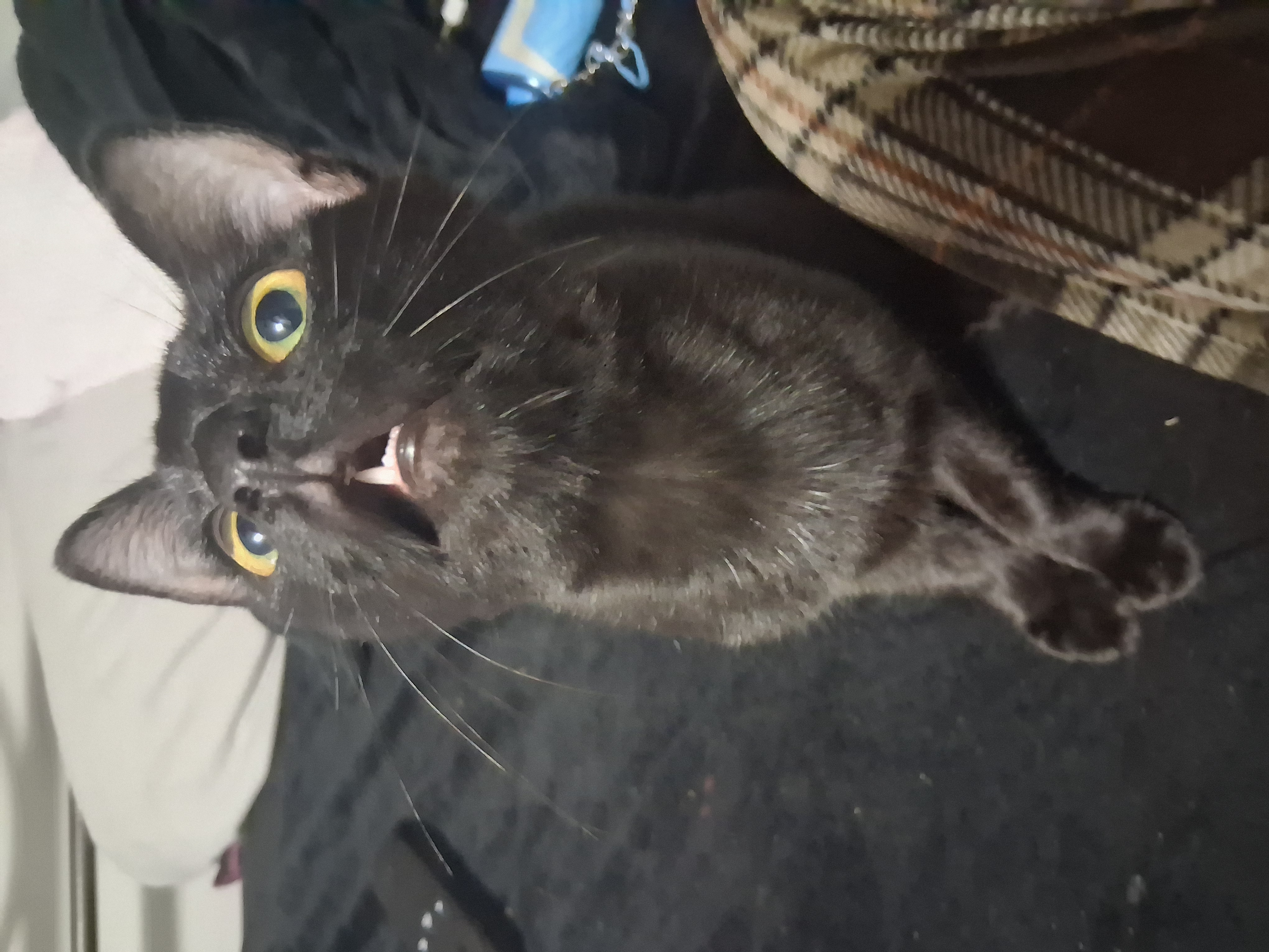 Please help save my kitten Orlok's life. campaign photo, 6 of 8