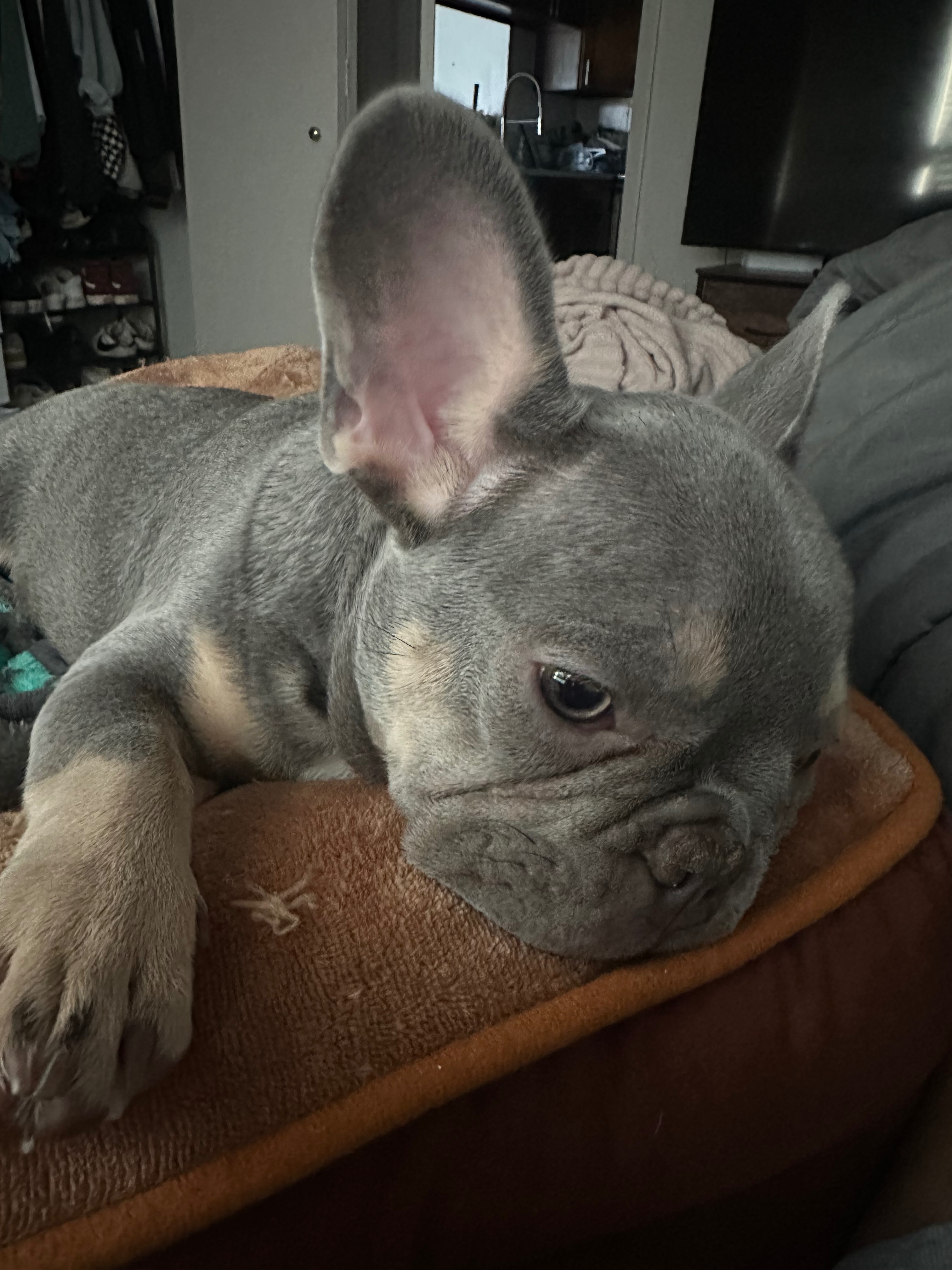 Salvemos a Bruno♥️ Help Us Save Bruno campaign photo, 4 of 8