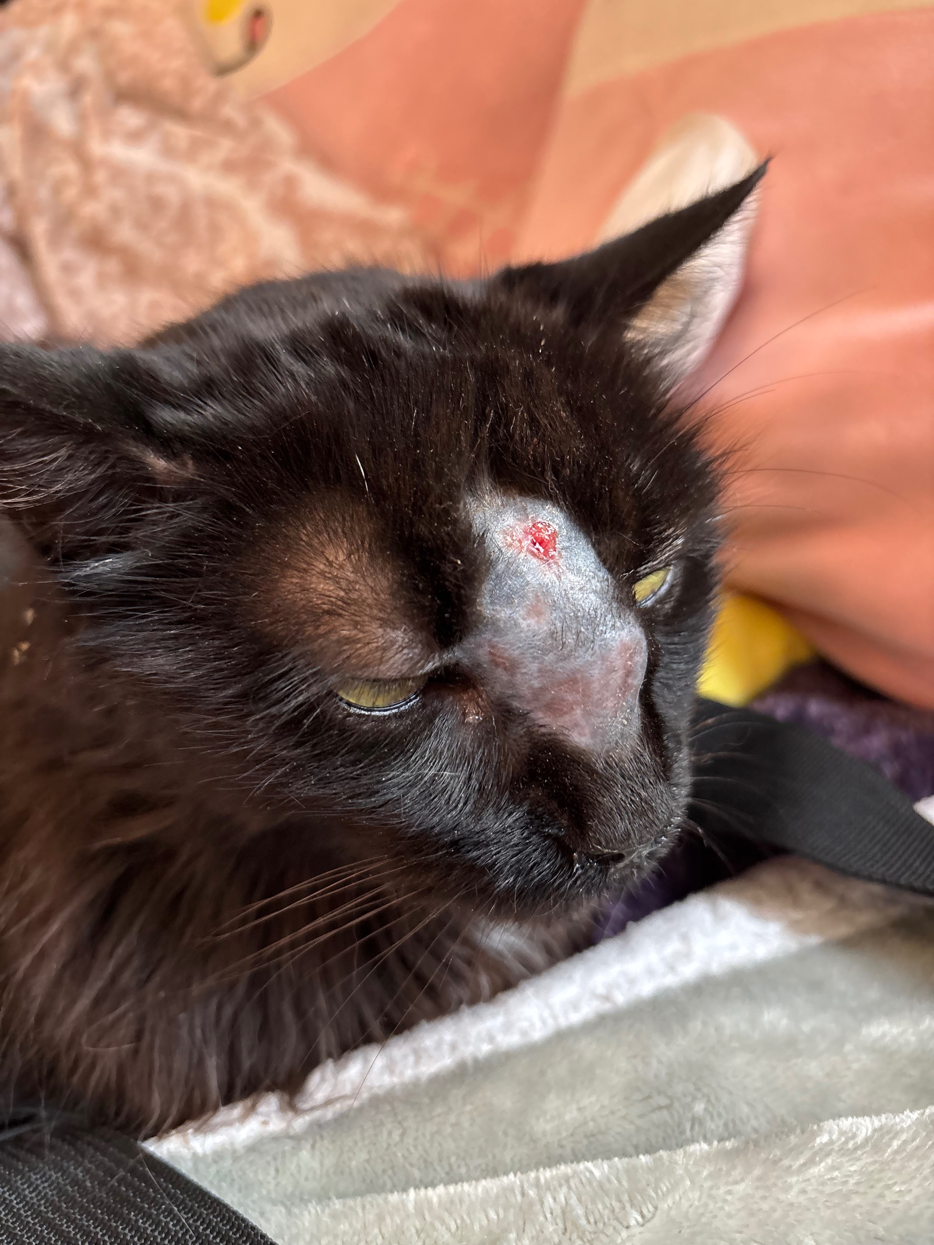 Help Coco Get the Medical Care She Needs campaign photo, 6 of 7