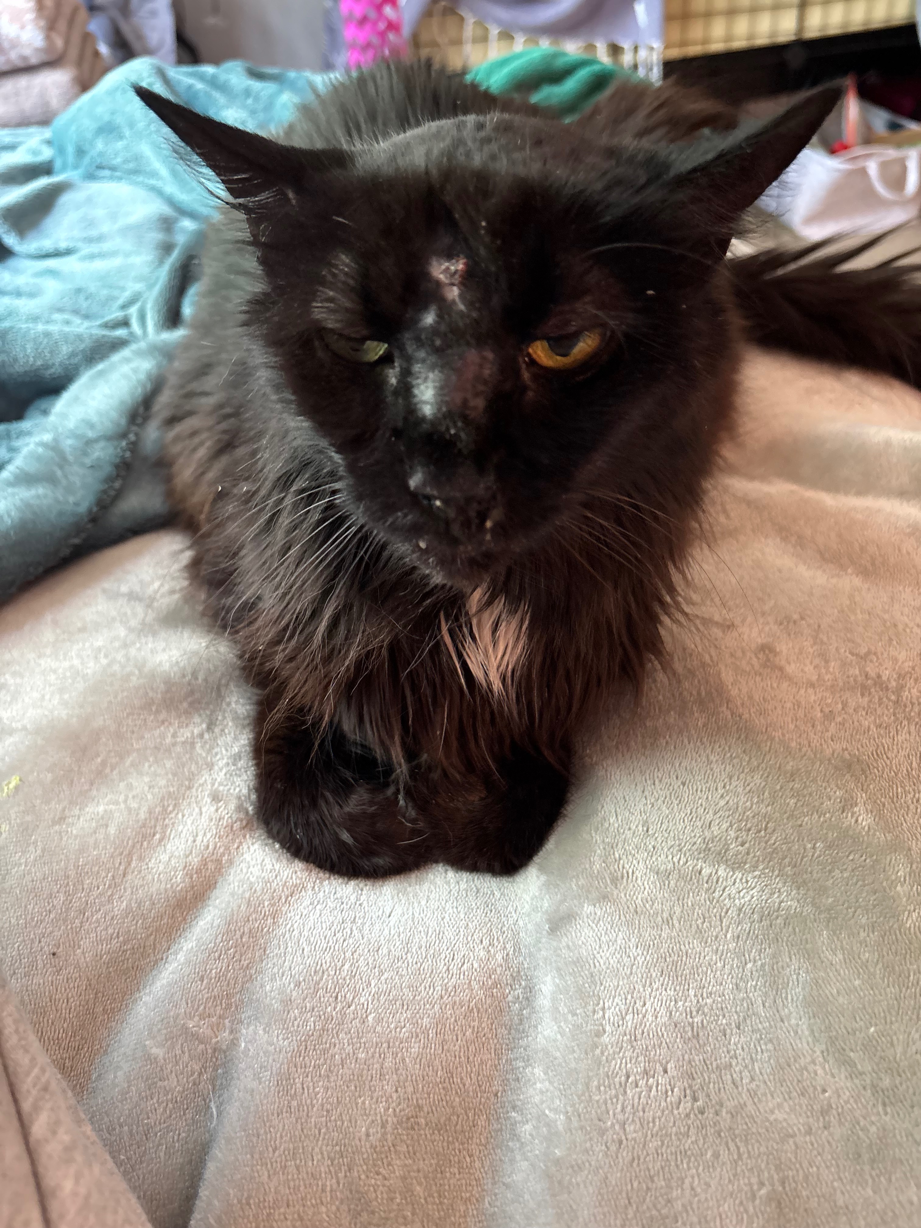 Help Coco Get the Medical Care She Needs campaign photo, 2 of 7