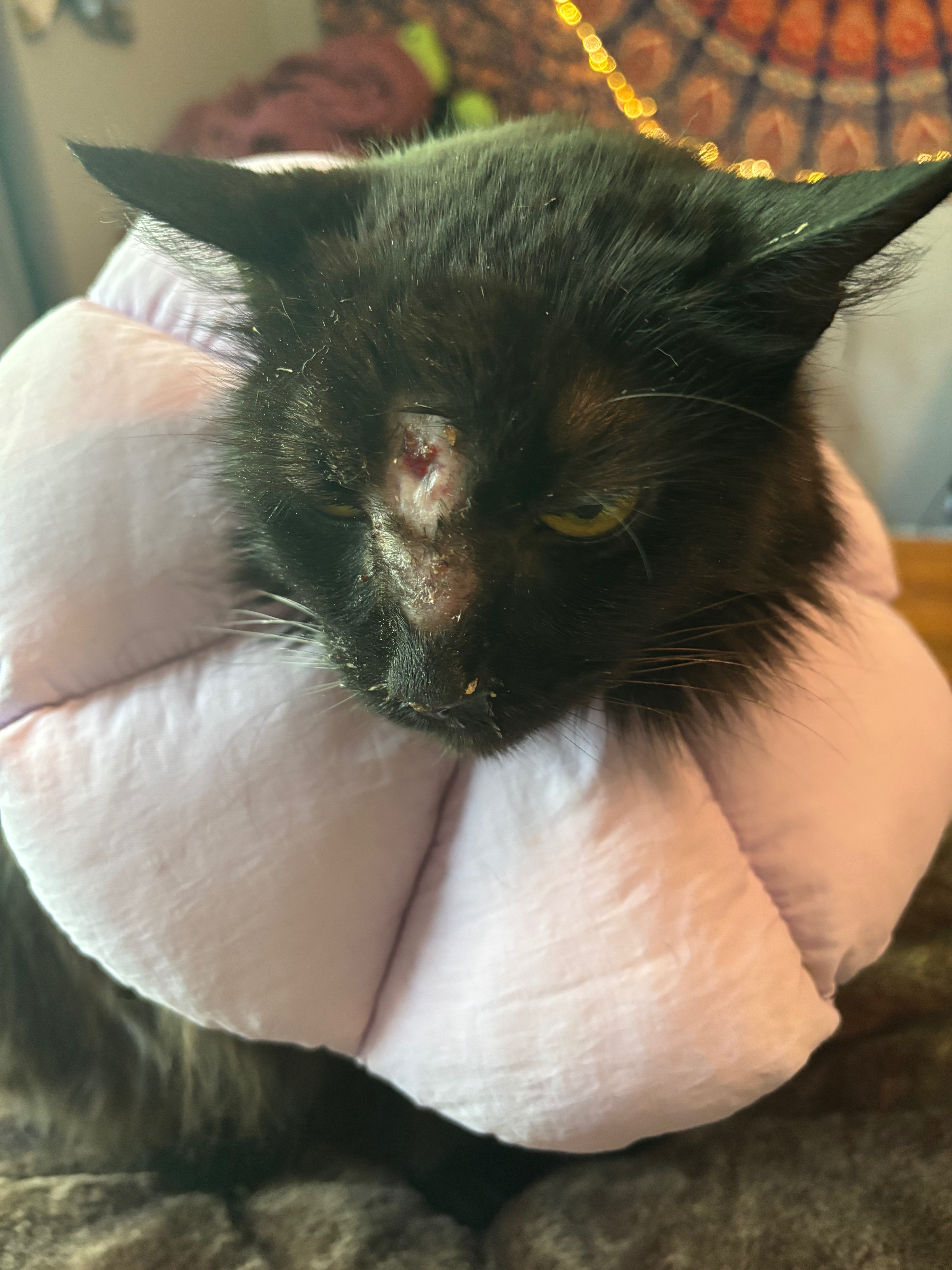Help Coco Get the Medical Care She Needs campaign photo, 4 of 7