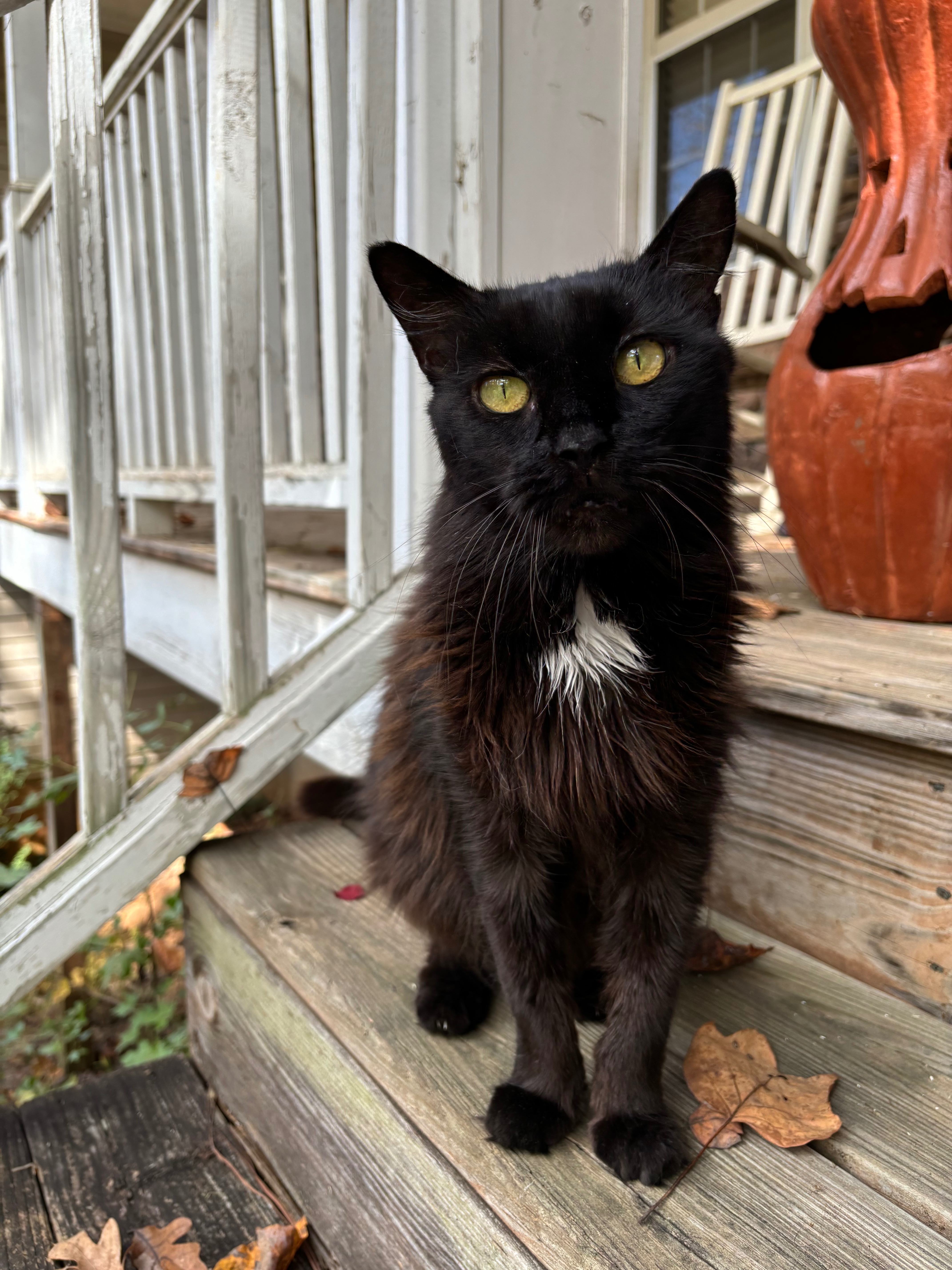 Help Coco Get the Medical Care She Needs campaign photo, 5 of 7