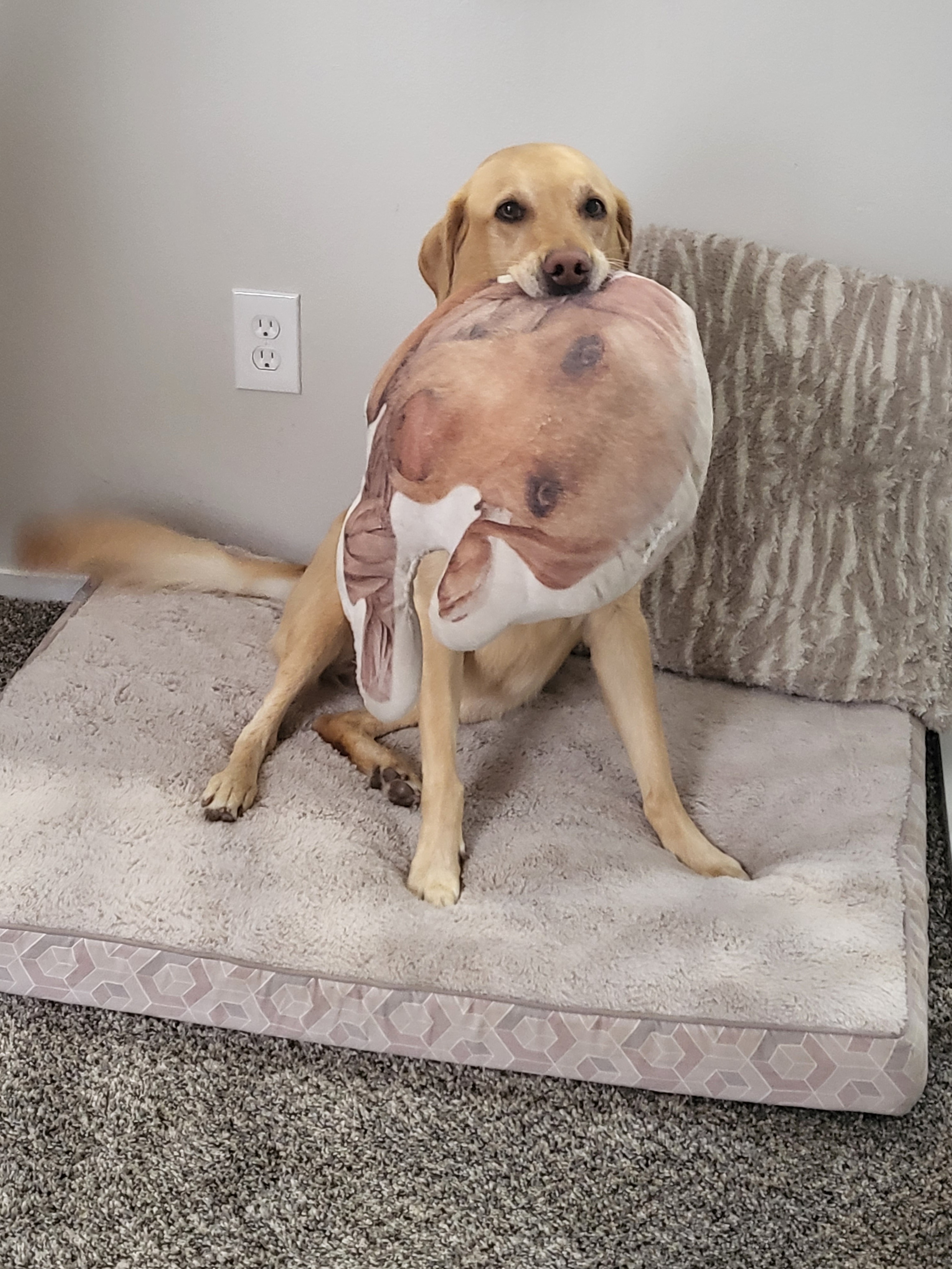 Donate to Cover Claire's Emergency Surgery and Recovery campaign photo, 6 of 8
