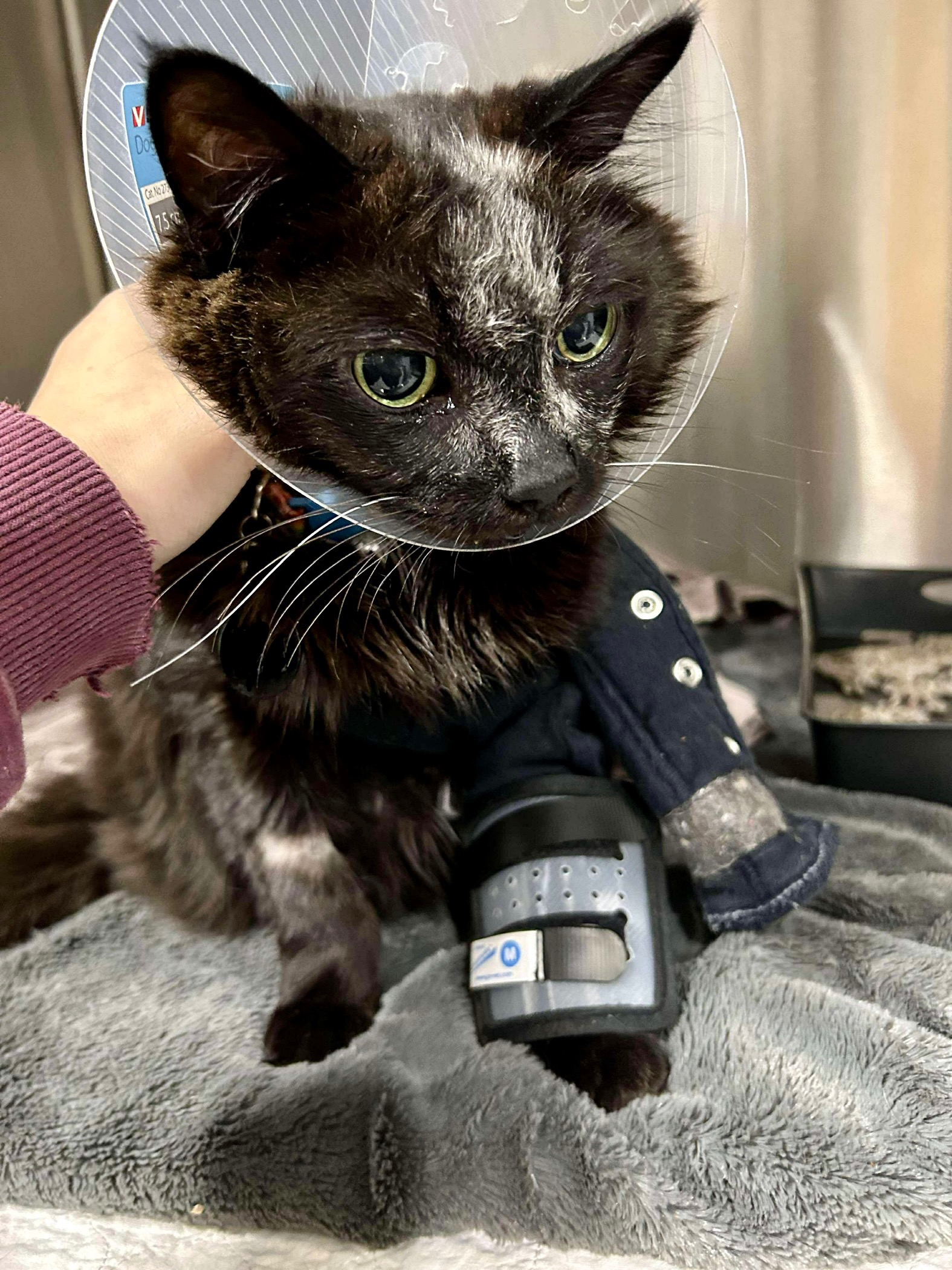 Please help us help Lando! campaign photo, 4 of 5