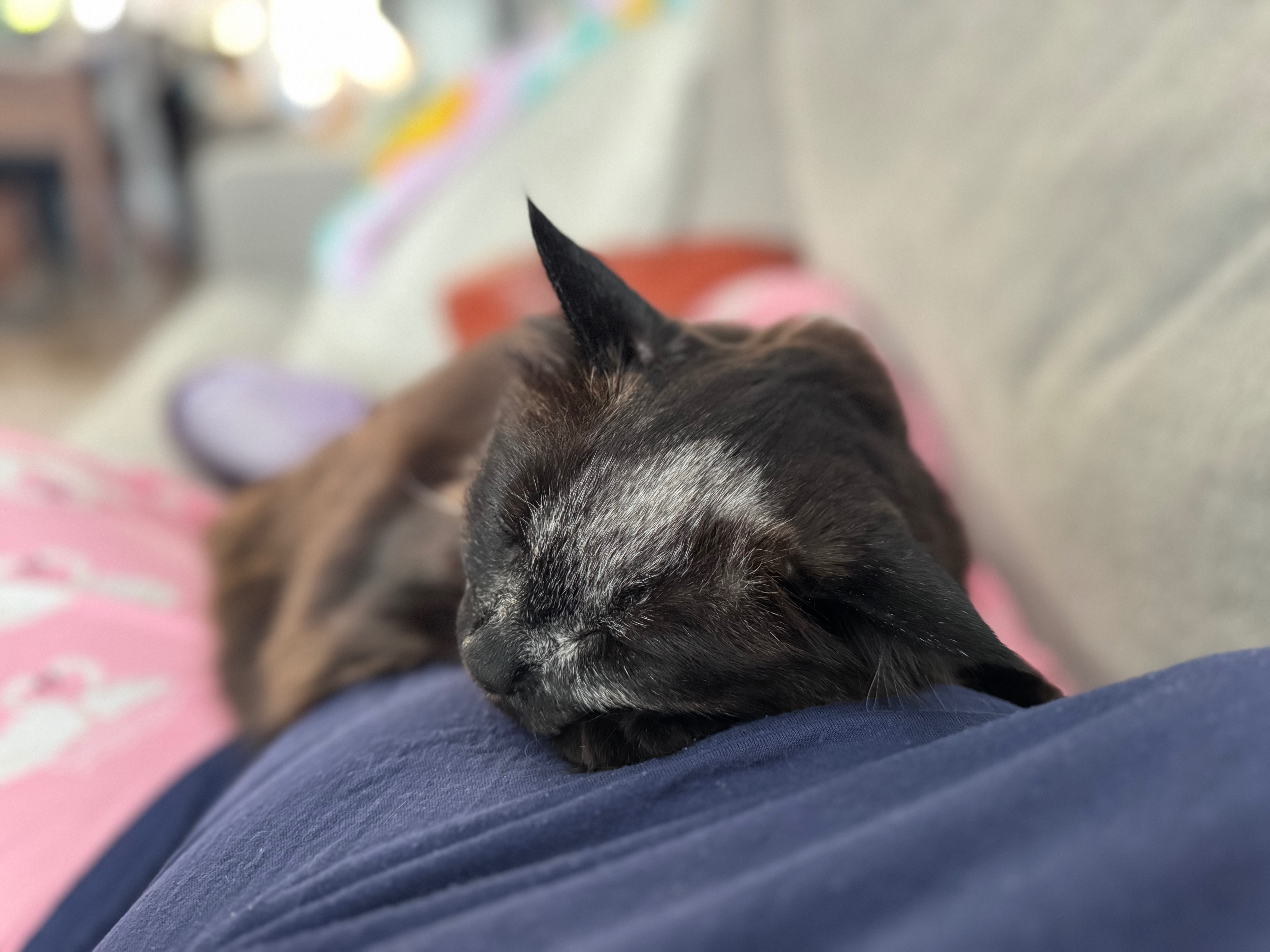 Please help us help Lando! campaign photo, 2 of 5