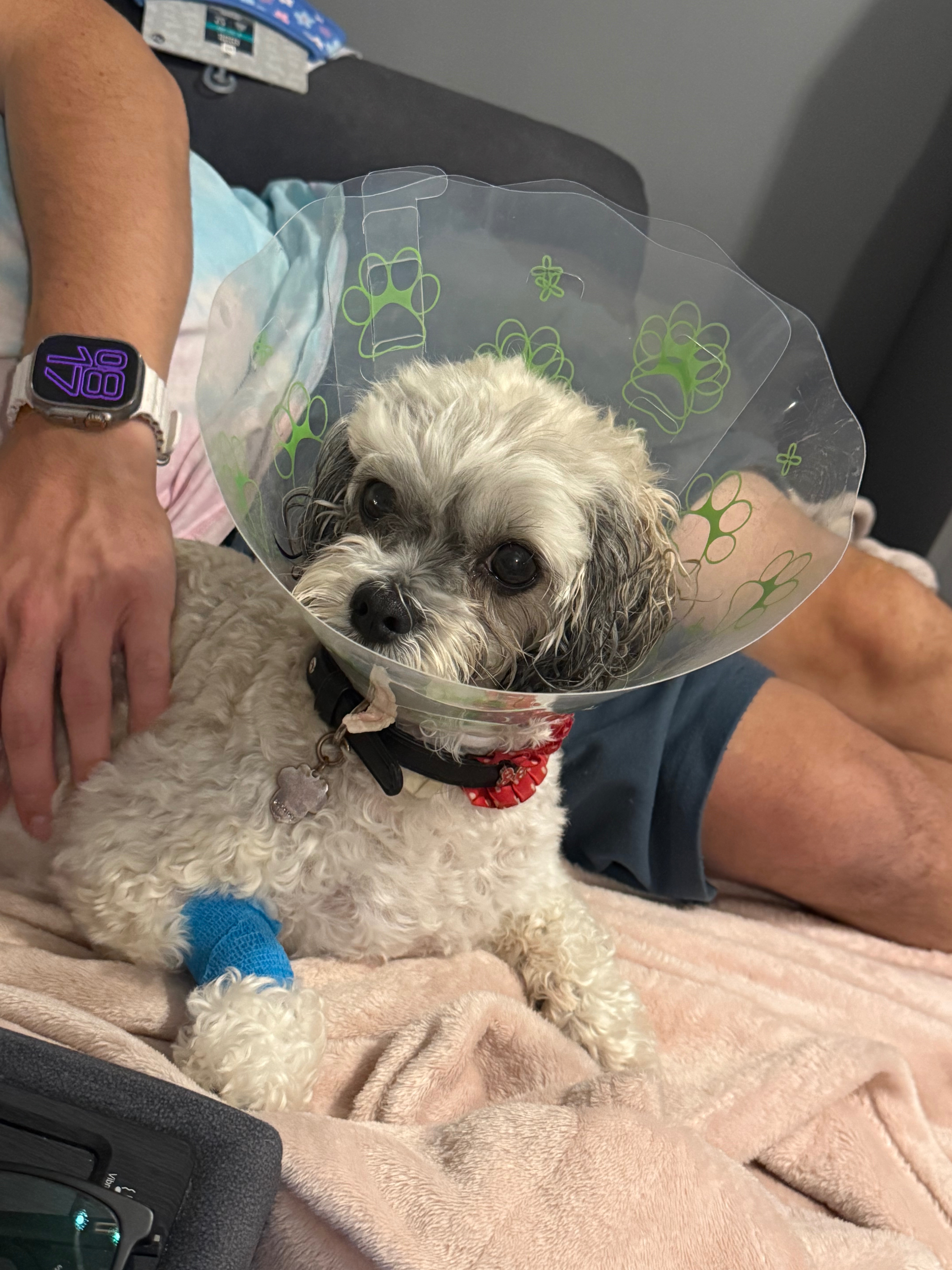 Bella’s emergency surgery campaign photo, 4 of 5