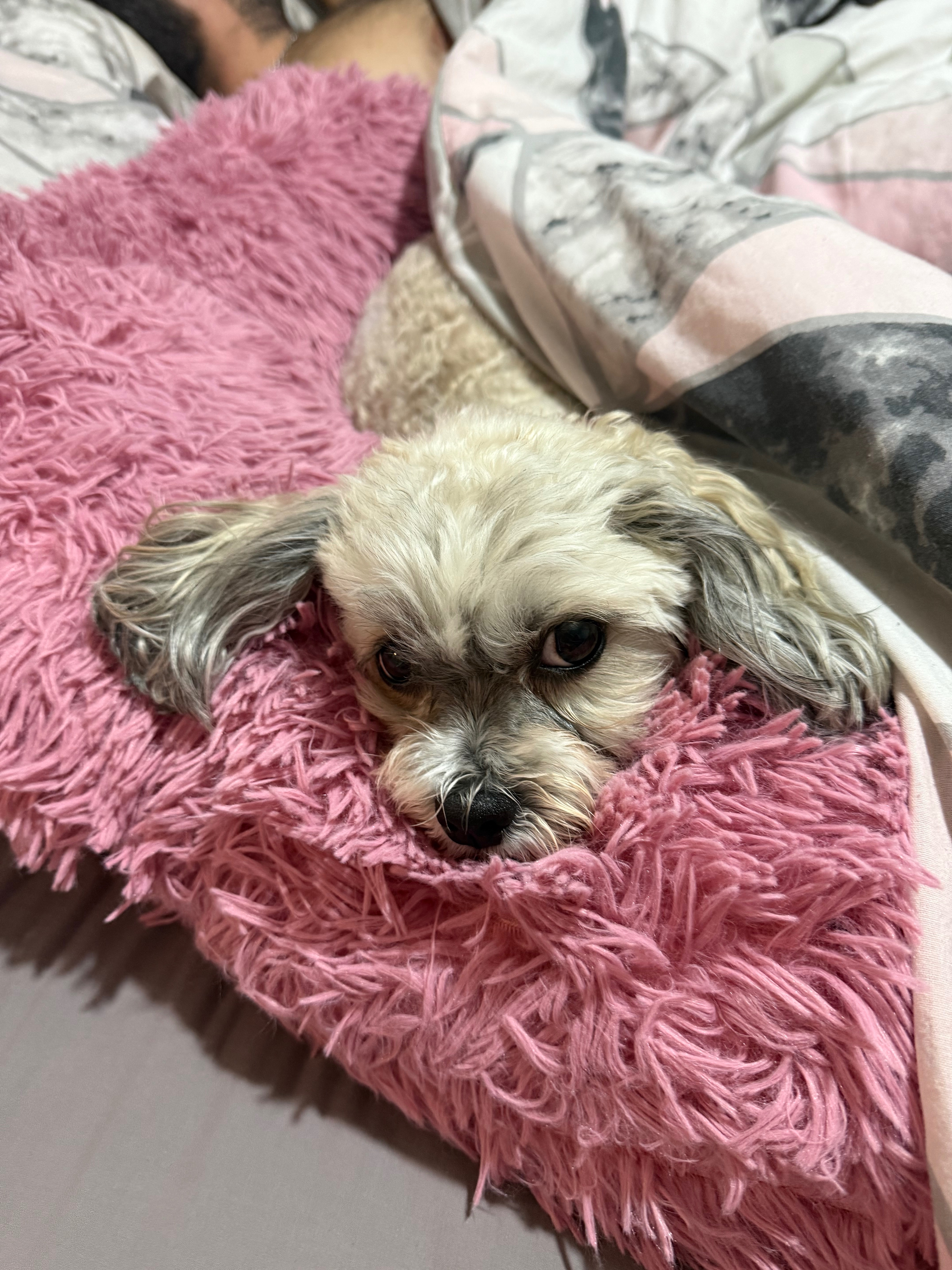 Bella’s emergency surgery campaign photo, 2 of 5