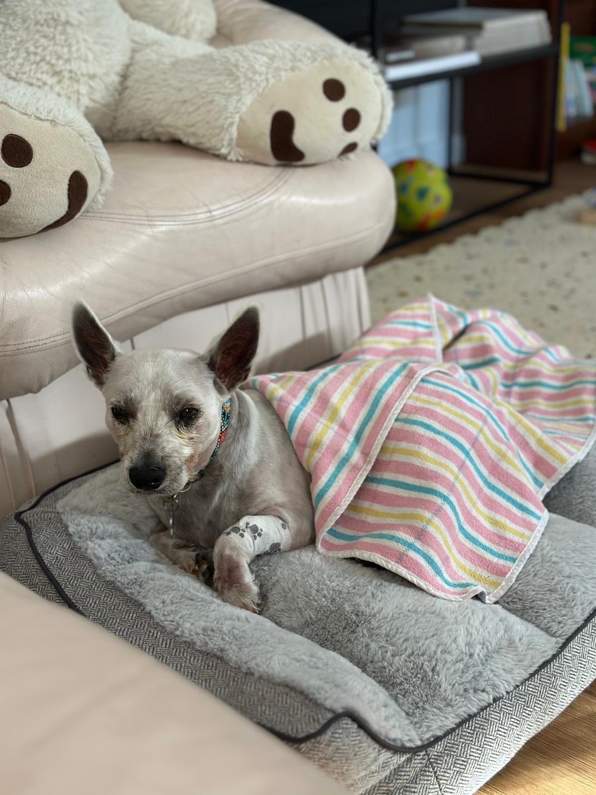 Fighting for His Life: Support Rocky’s Recovery campaign photo, 2 of 8