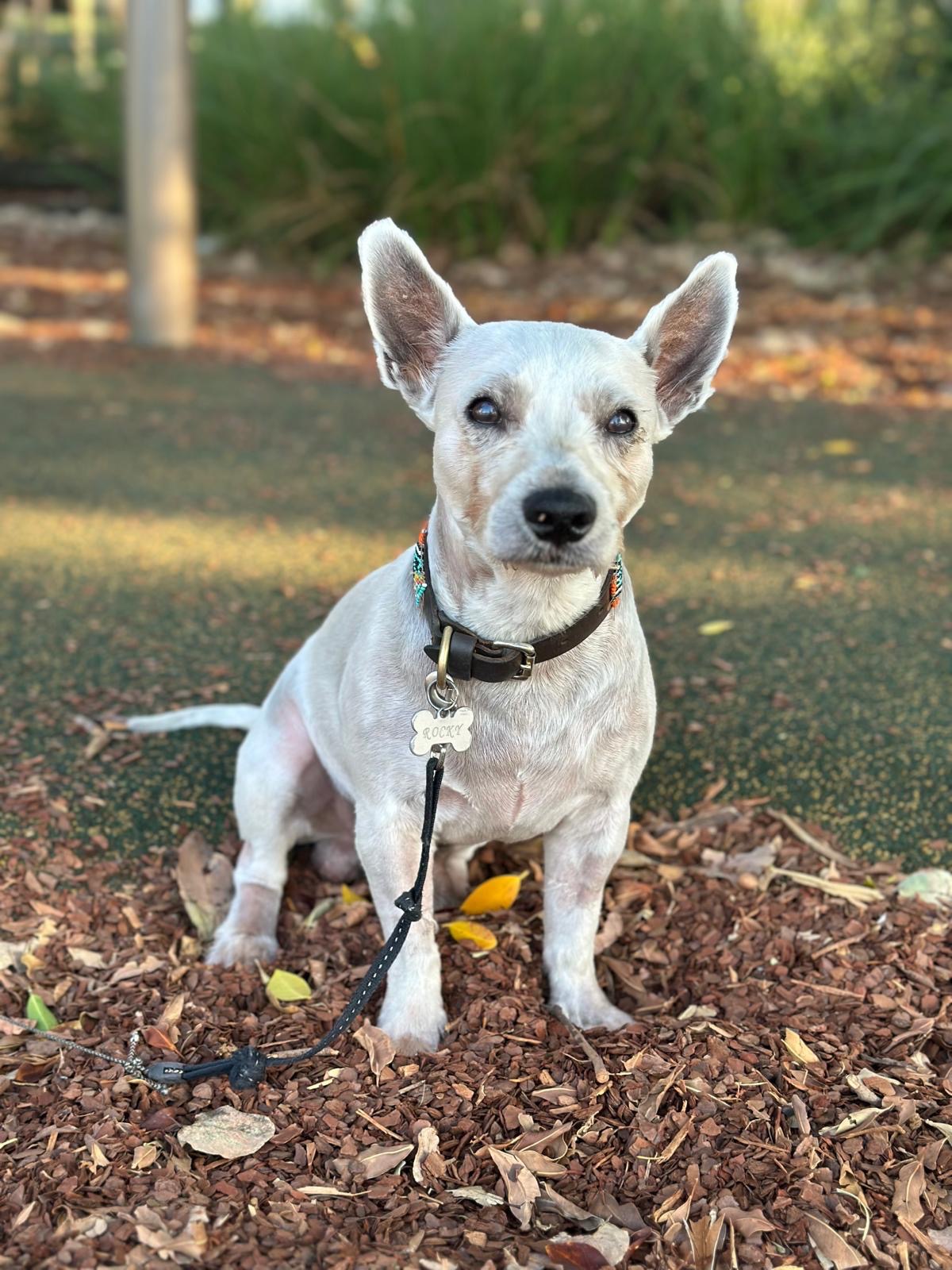 Fighting for His Life: Support Rocky’s Recovery campaign photo, 7 of 8