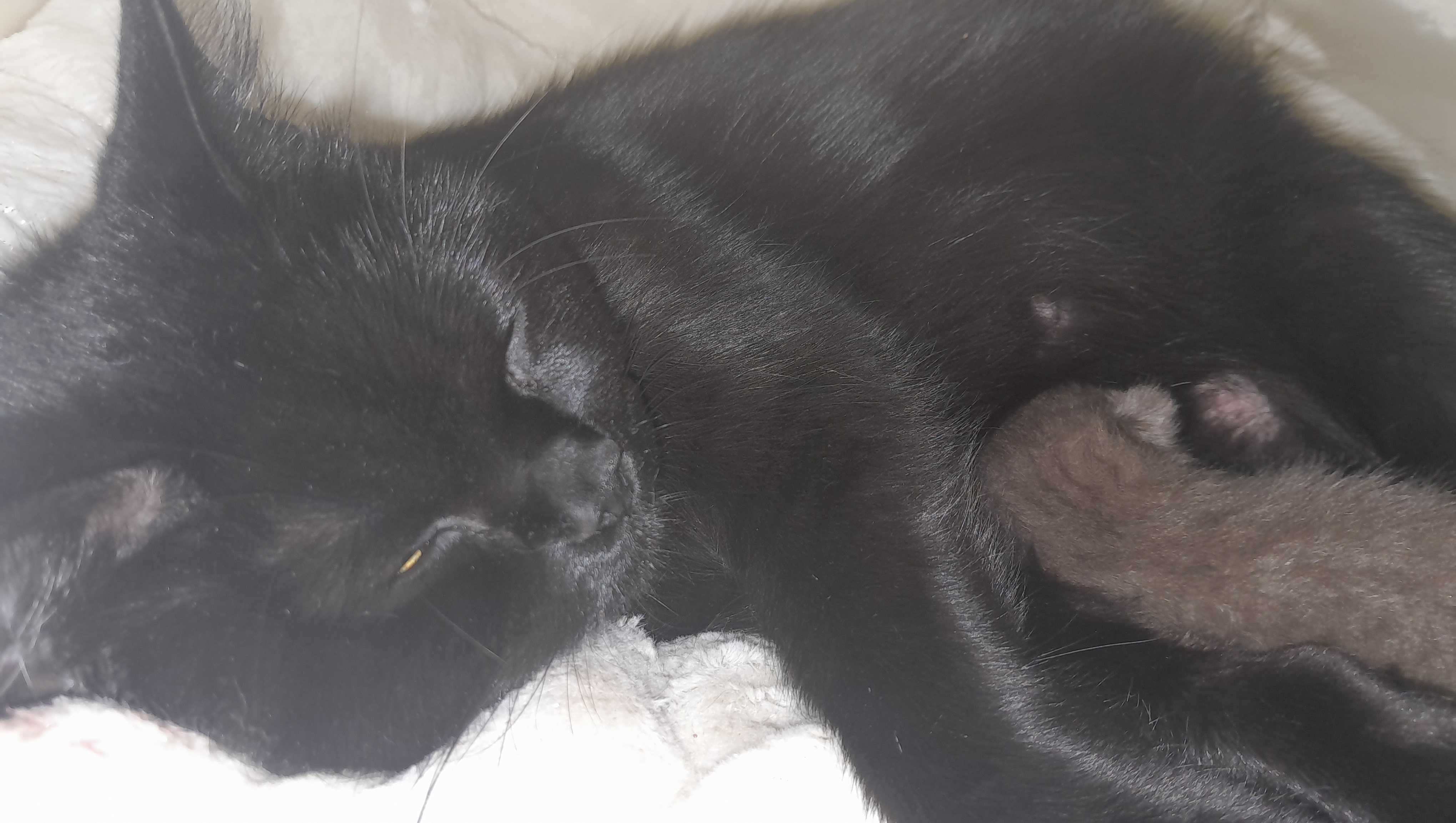 Helfen Sie meiner Katze, die Operation zu bezahlen photo
