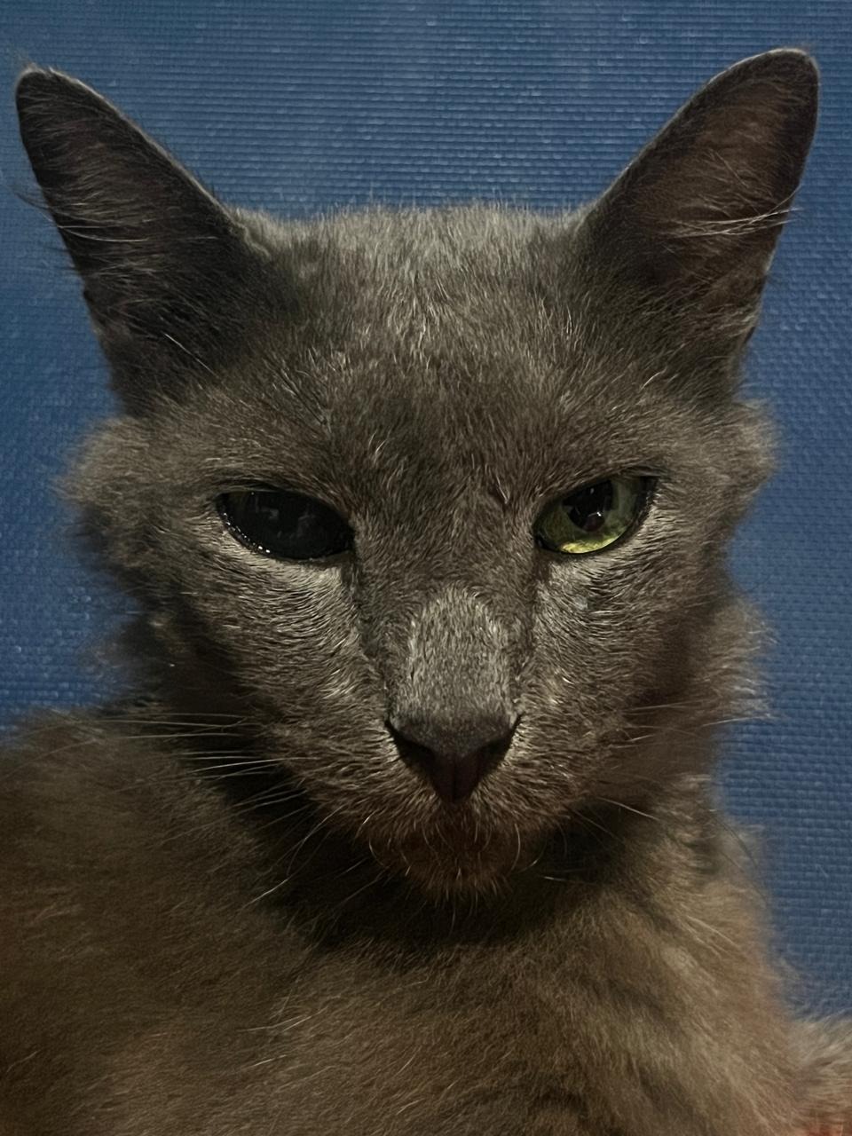 Please Help Save Peluso campaign photo, 6 of 7