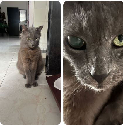 Please Help Save Peluso campaign photo, 2 of 7