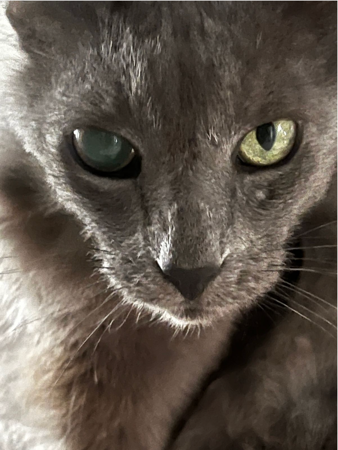 Please Help Save Peluso campaign photo, 4 of 7