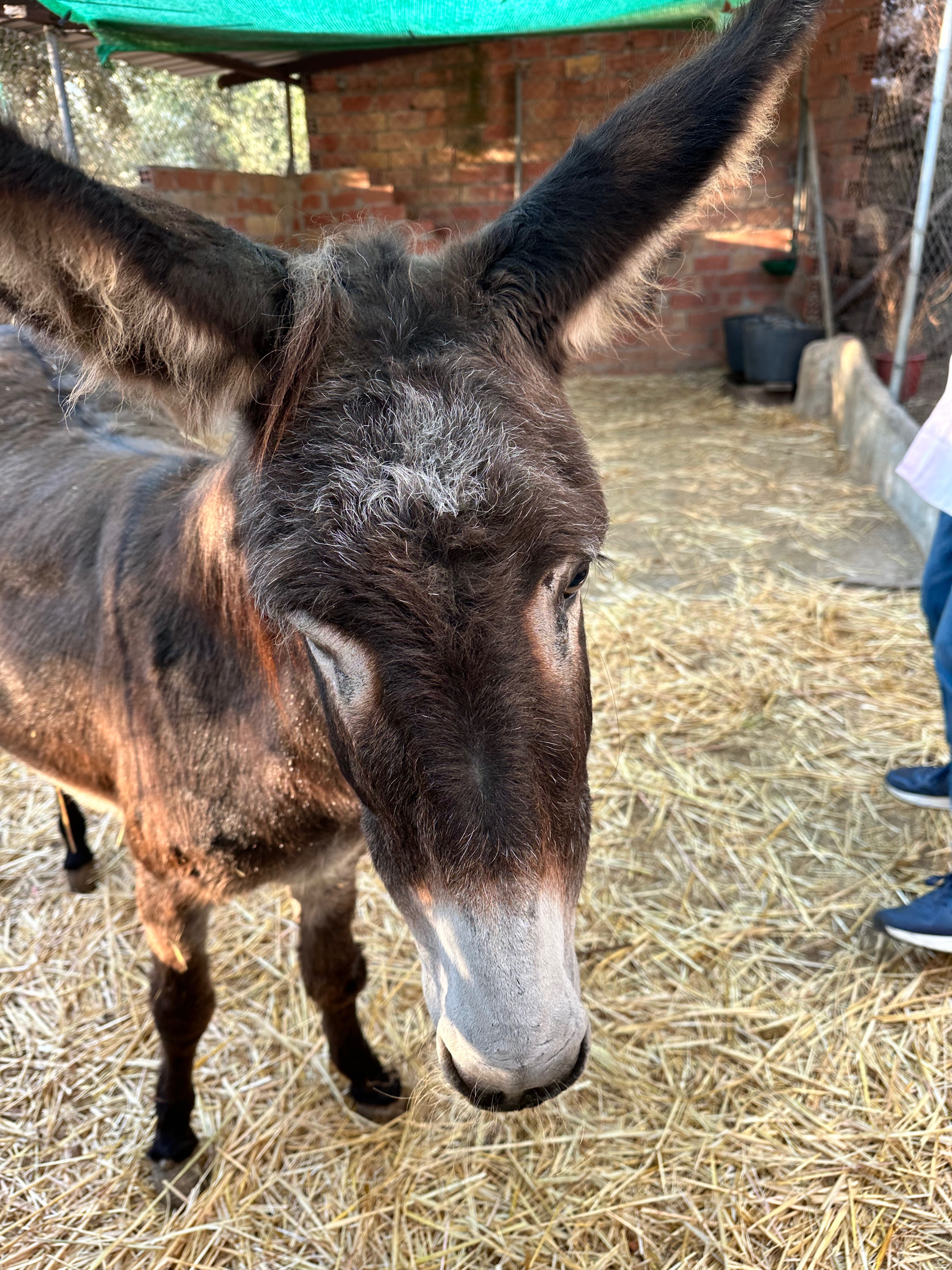 New Donkey House campaign photo, 7 of 7
