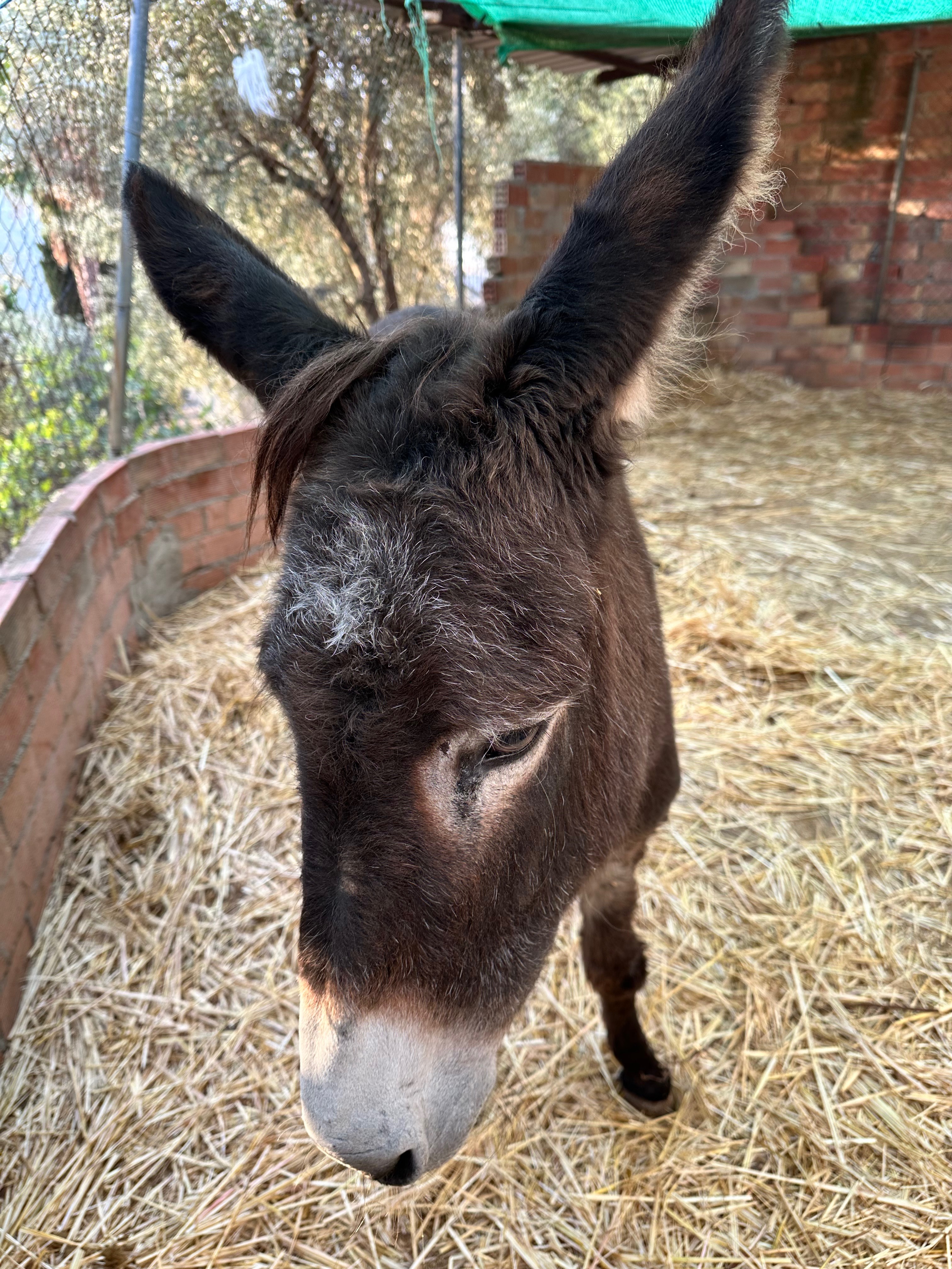 New Donkey House campaign photo, 2 of 7