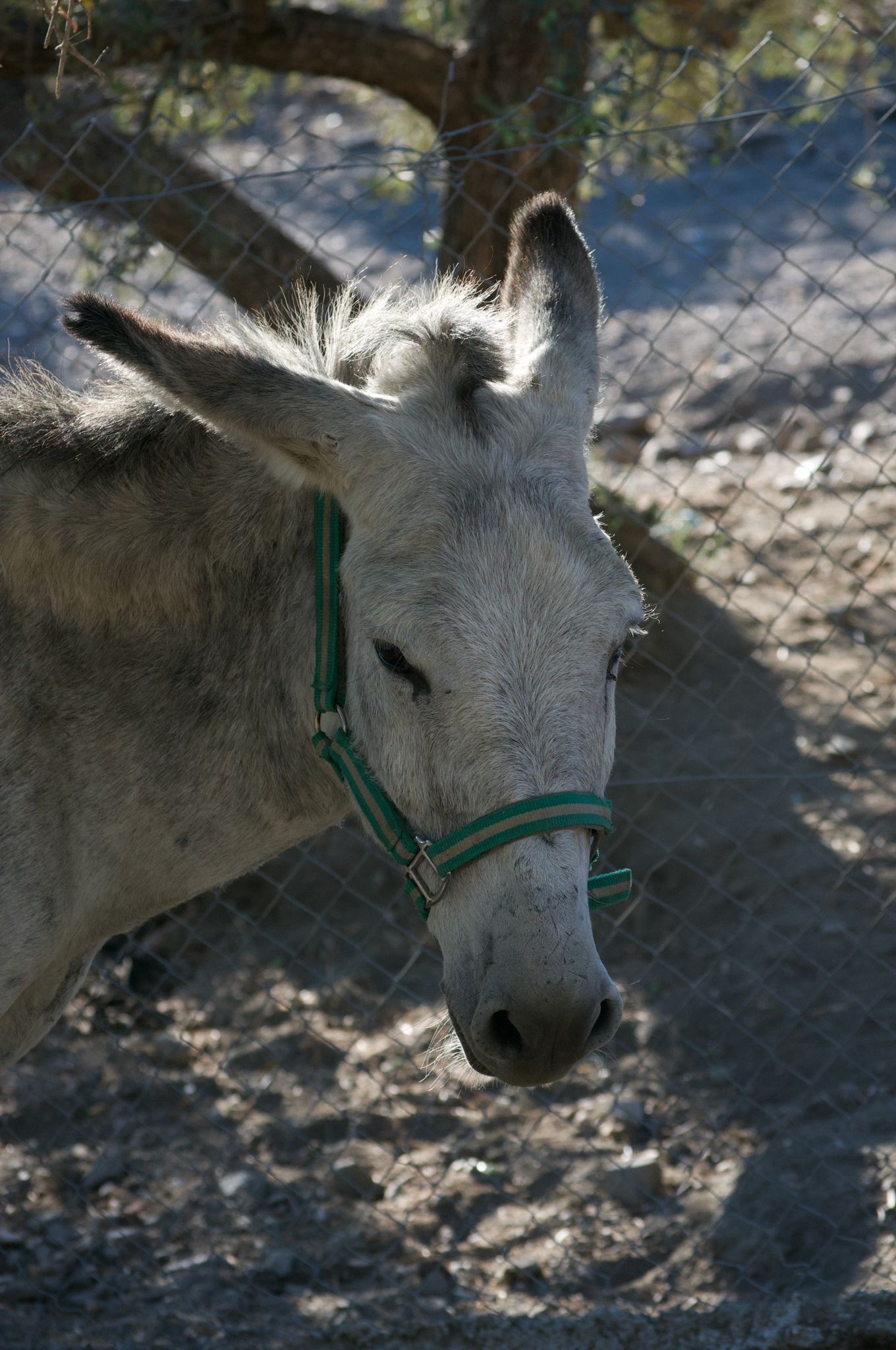 New Donkey House campaign photo, 5 of 7