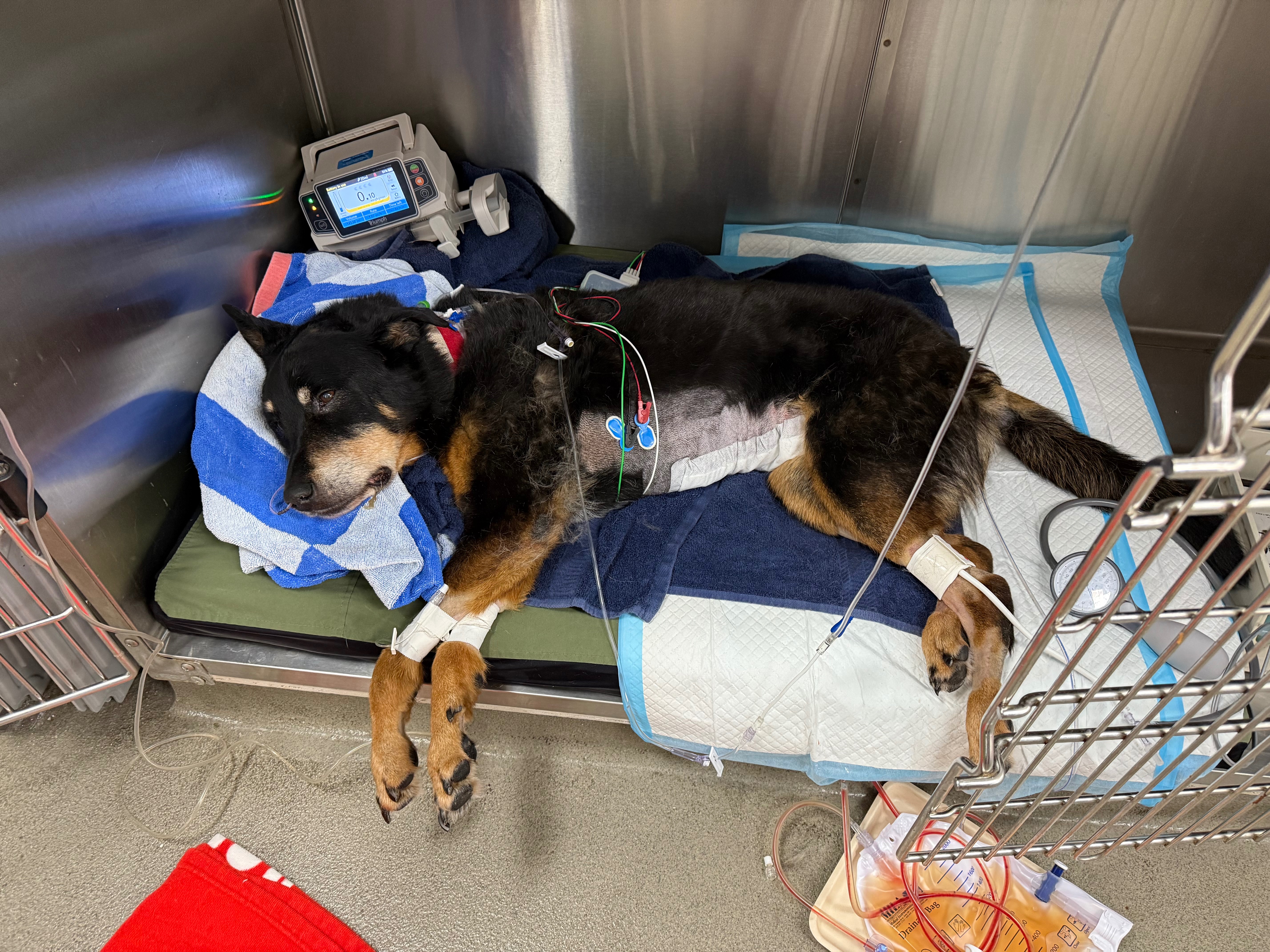 Donate to Save Sasha's Life campaign photo, 7 of 8