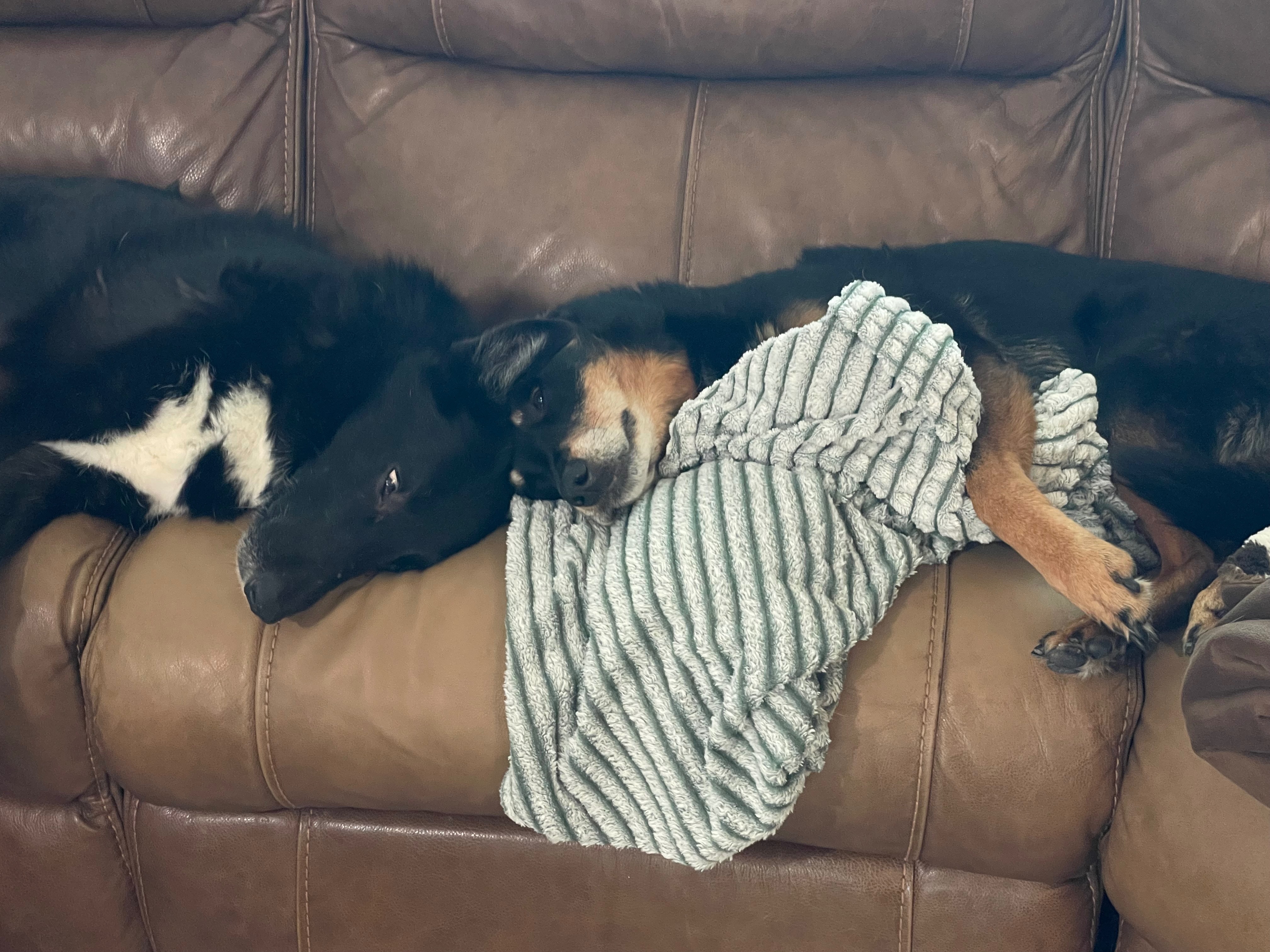 Donate to Save Sasha's Life campaign photo, 2 of 8