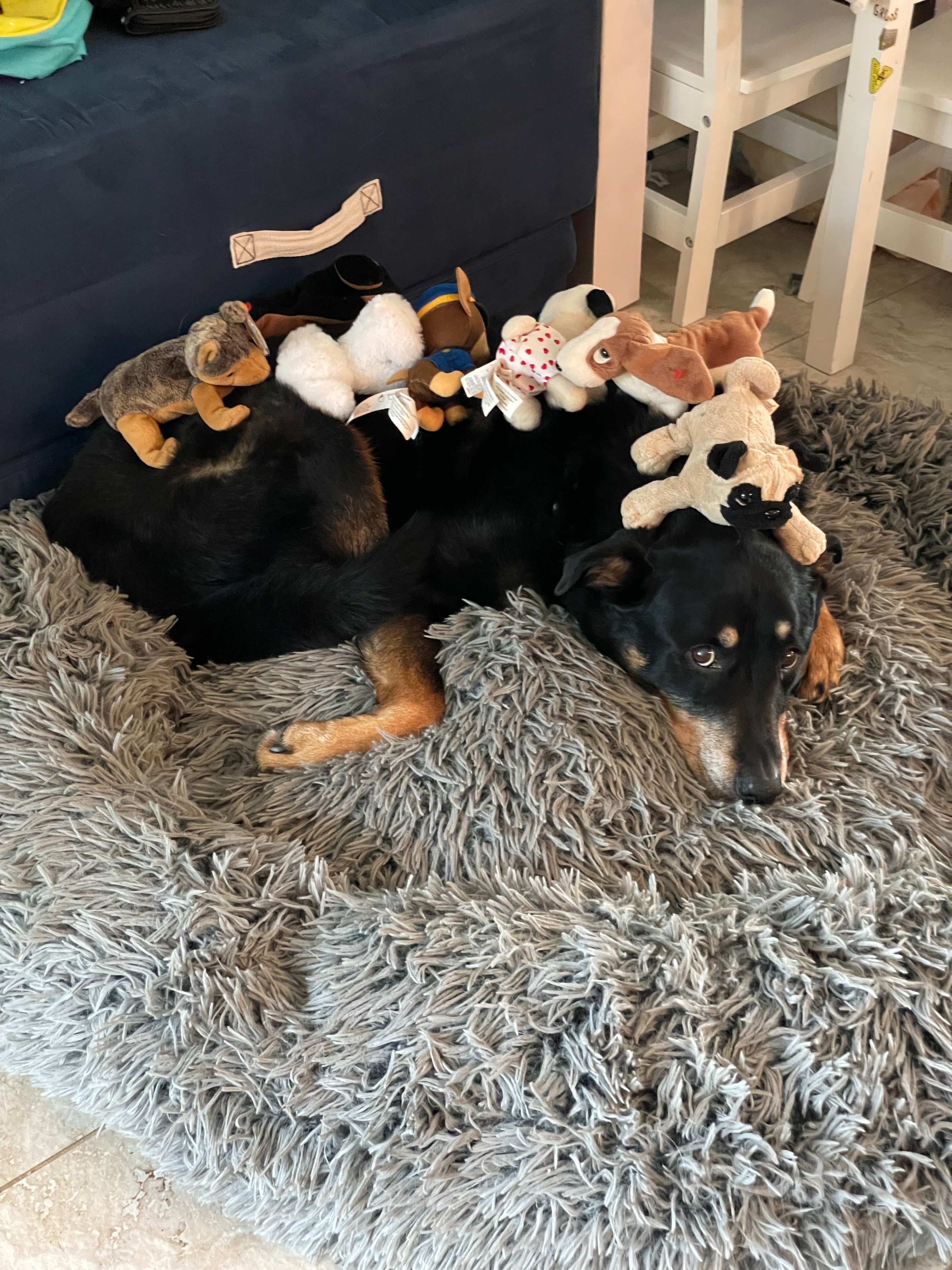 Donate to Save Sasha's Life campaign photo, 4 of 8