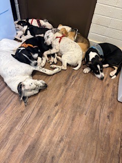 Support the Nevarez Family's Rescue Efforts campaign photo, 6 of 7