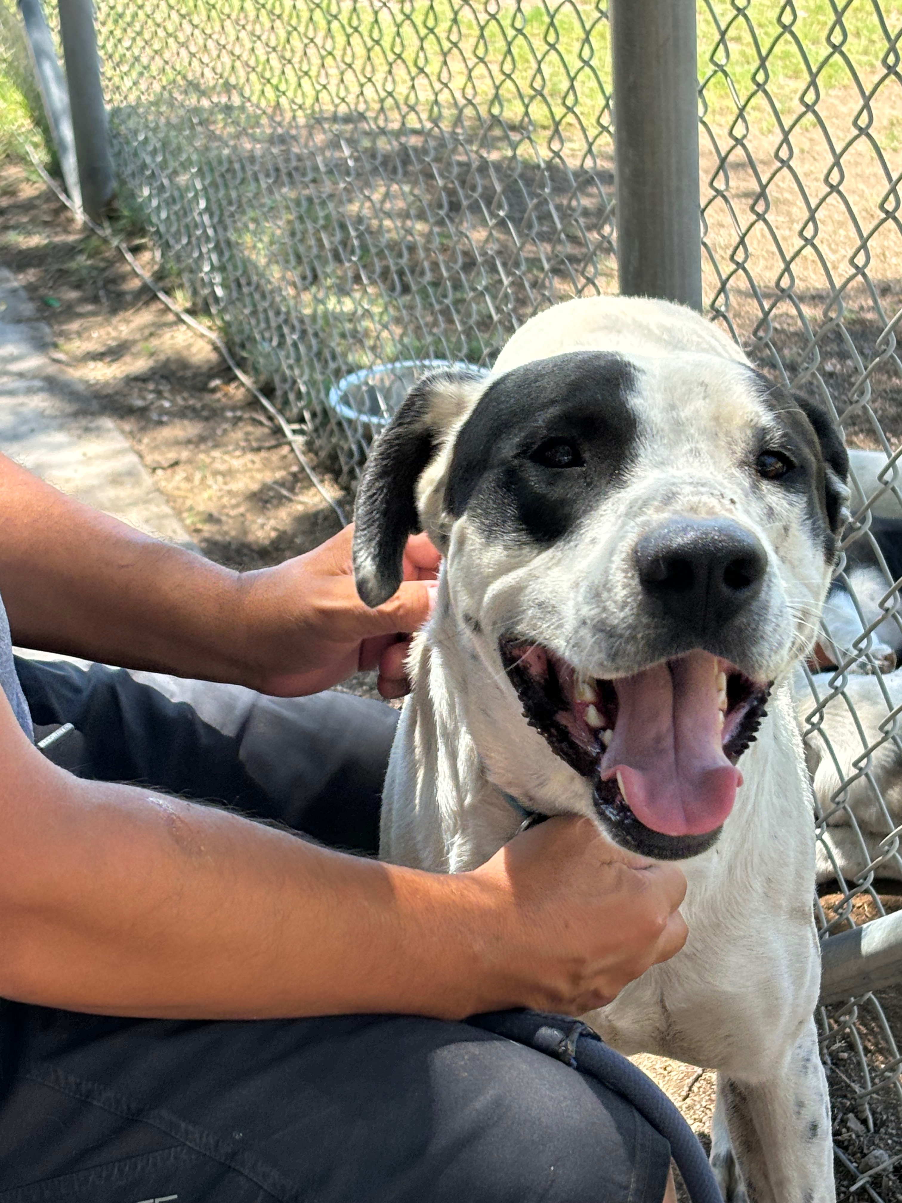 Support the Nevarez Family's Rescue Efforts campaign photo, 4 of 7
