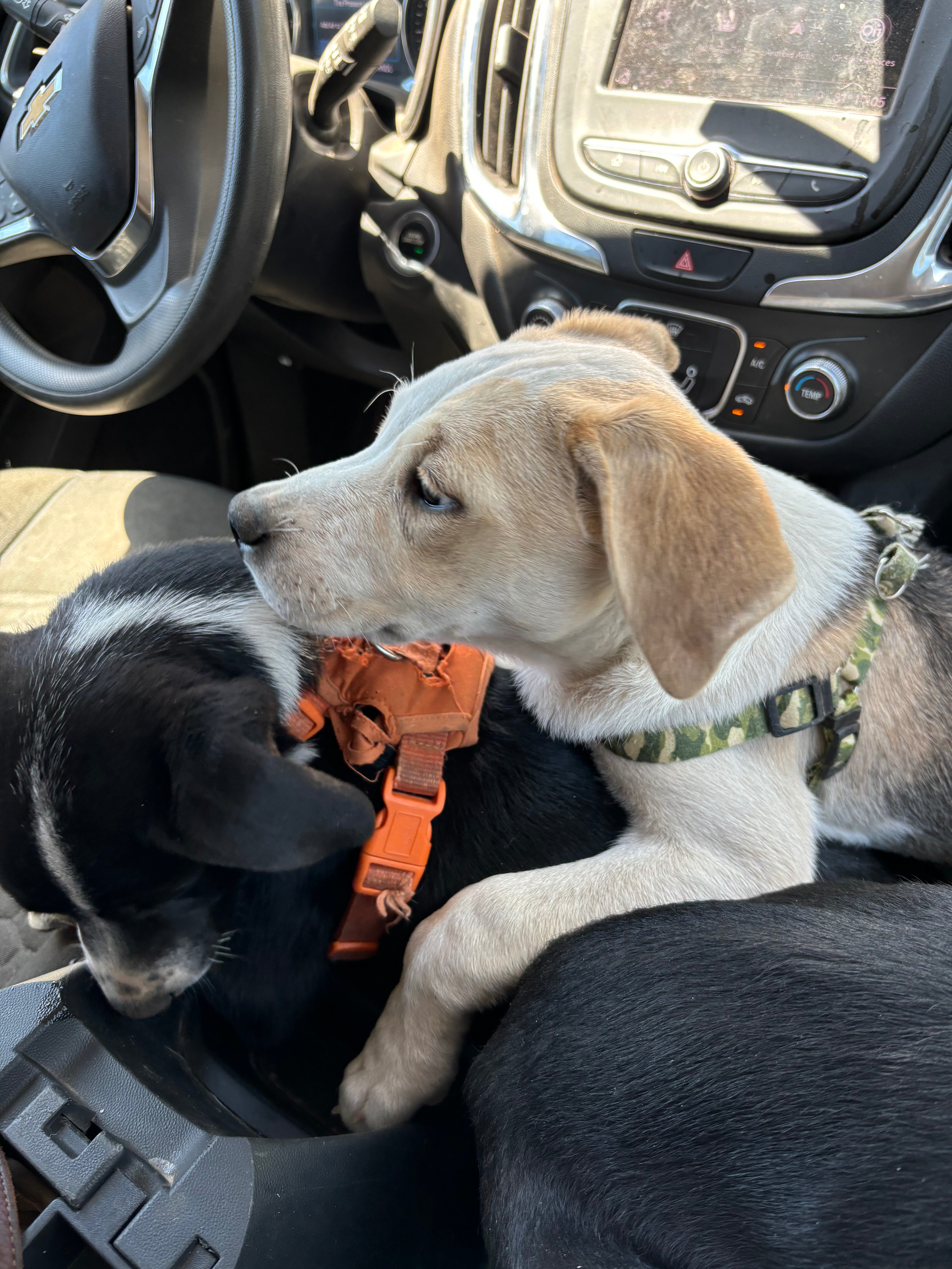 Support the Nevarez Family's Rescue Efforts campaign photo, 5 of 7