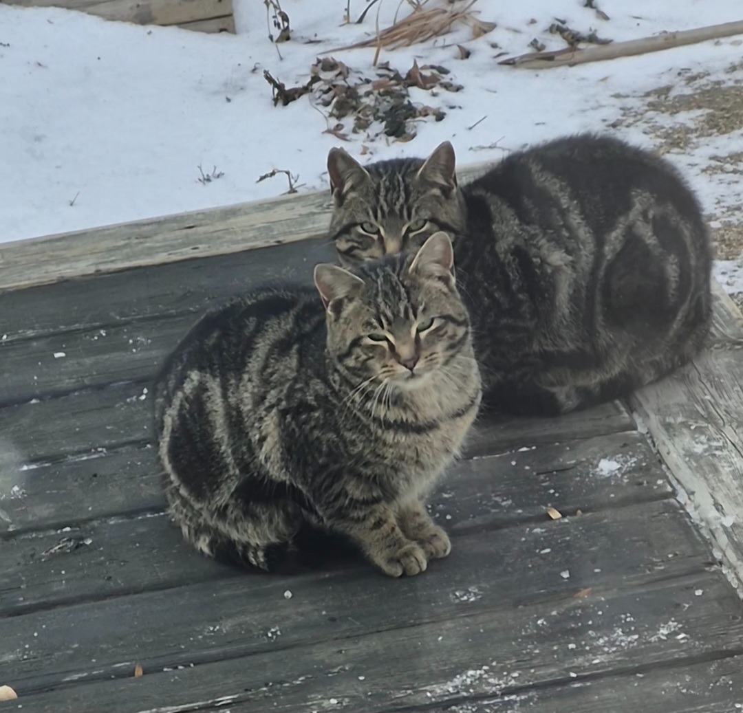 Help Me Give These Cats a Chance-Food, Shelter & TNR care campaign photo, 6 of 7