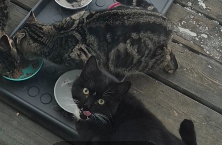 Help Me Give These Cats a Chance-Food, Shelter & TNR care campaign photo, 2 of 7