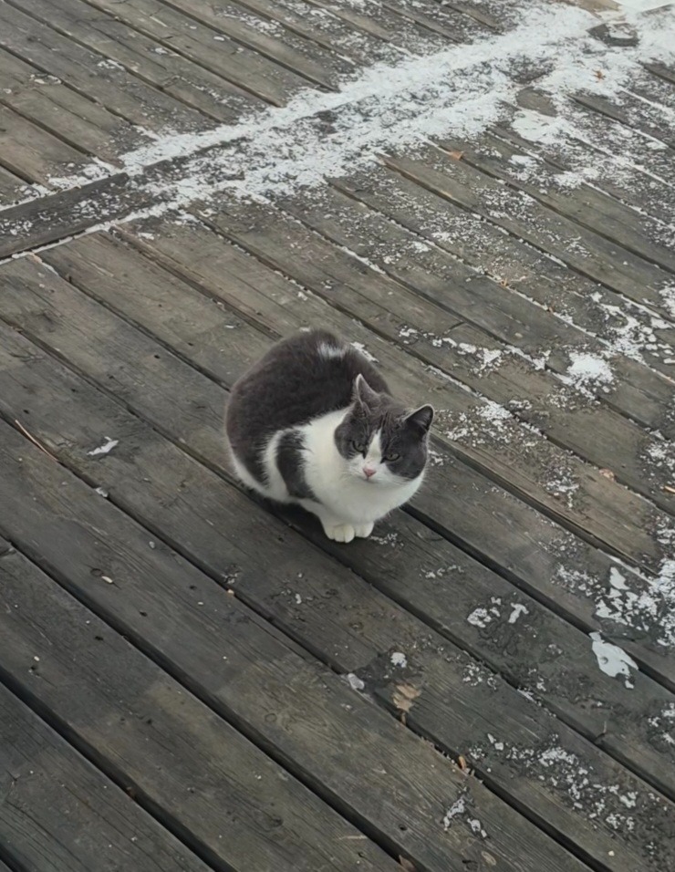 Help Me Give These Cats a Chance-Food, Shelter & TNR care campaign photo, 4 of 7