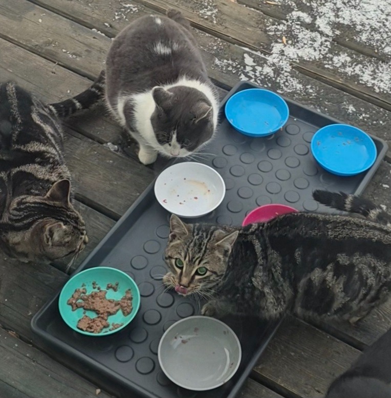 Help Me Give These Cats a Chance-Food, Shelter & TNR care campaign photo, 5 of 7