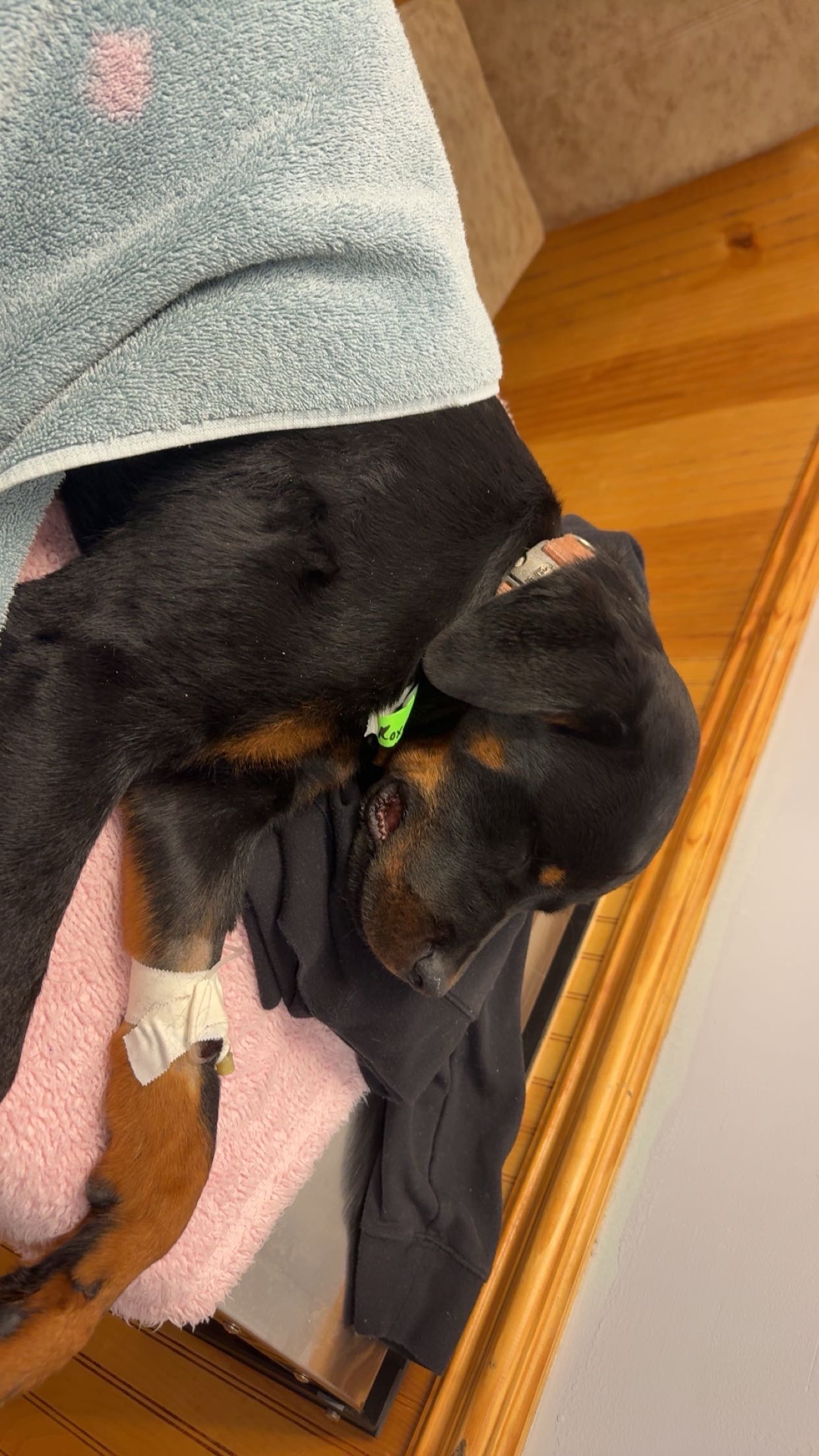 Helping Us Cover Roxy’s Final Vet Bills campaign photo, 2 of 7