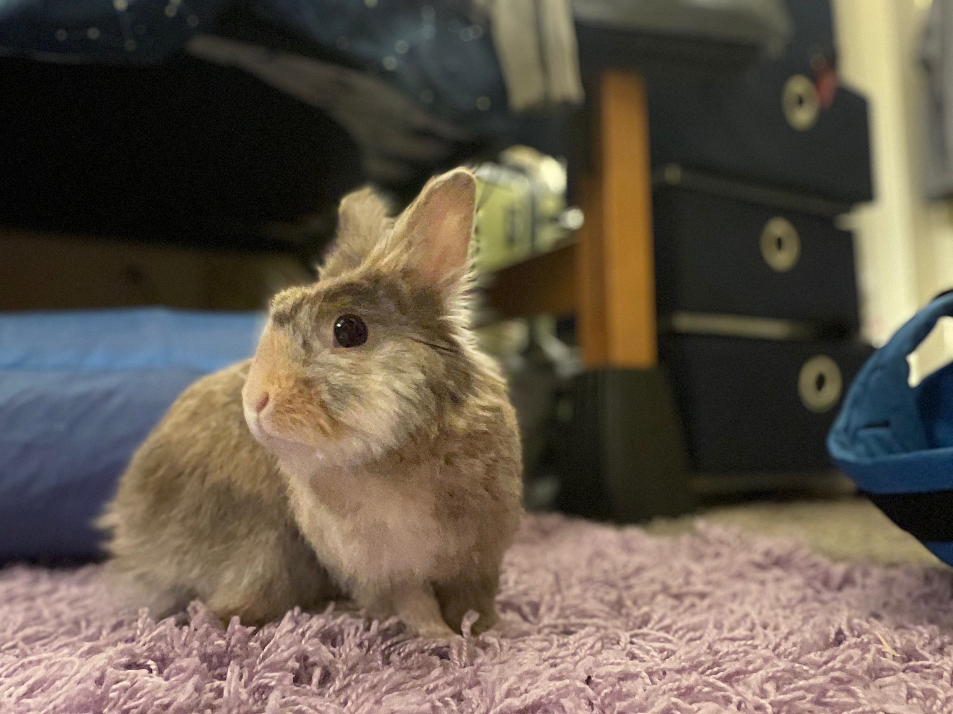 Help Waffles Get Lifesaving Dental Surgery campaign photo, 7 of 8