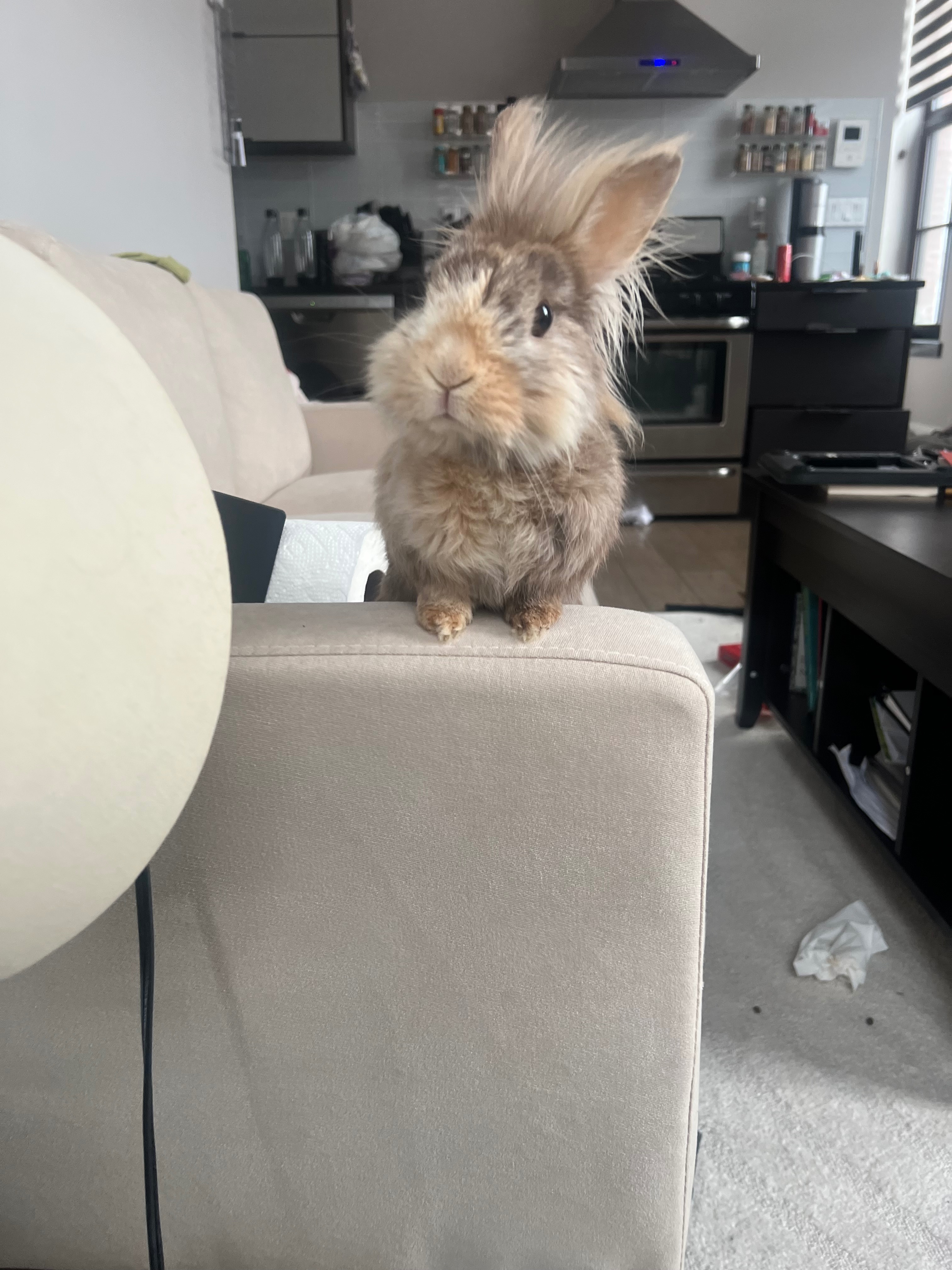 Help Waffles Get Lifesaving Dental Surgery campaign photo, 2 of 8