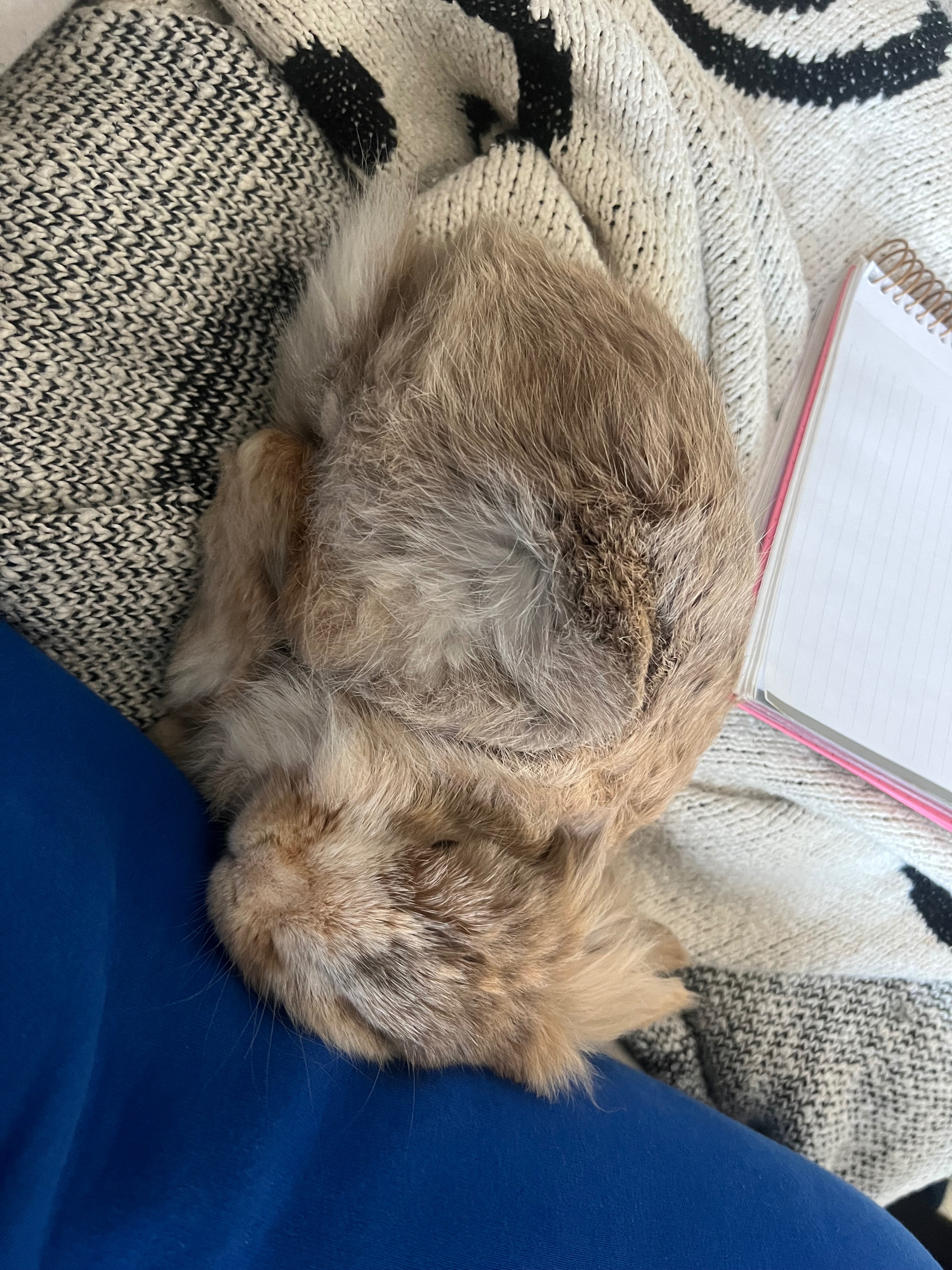 Help Waffles Get Lifesaving Dental Surgery campaign photo, 5 of 8