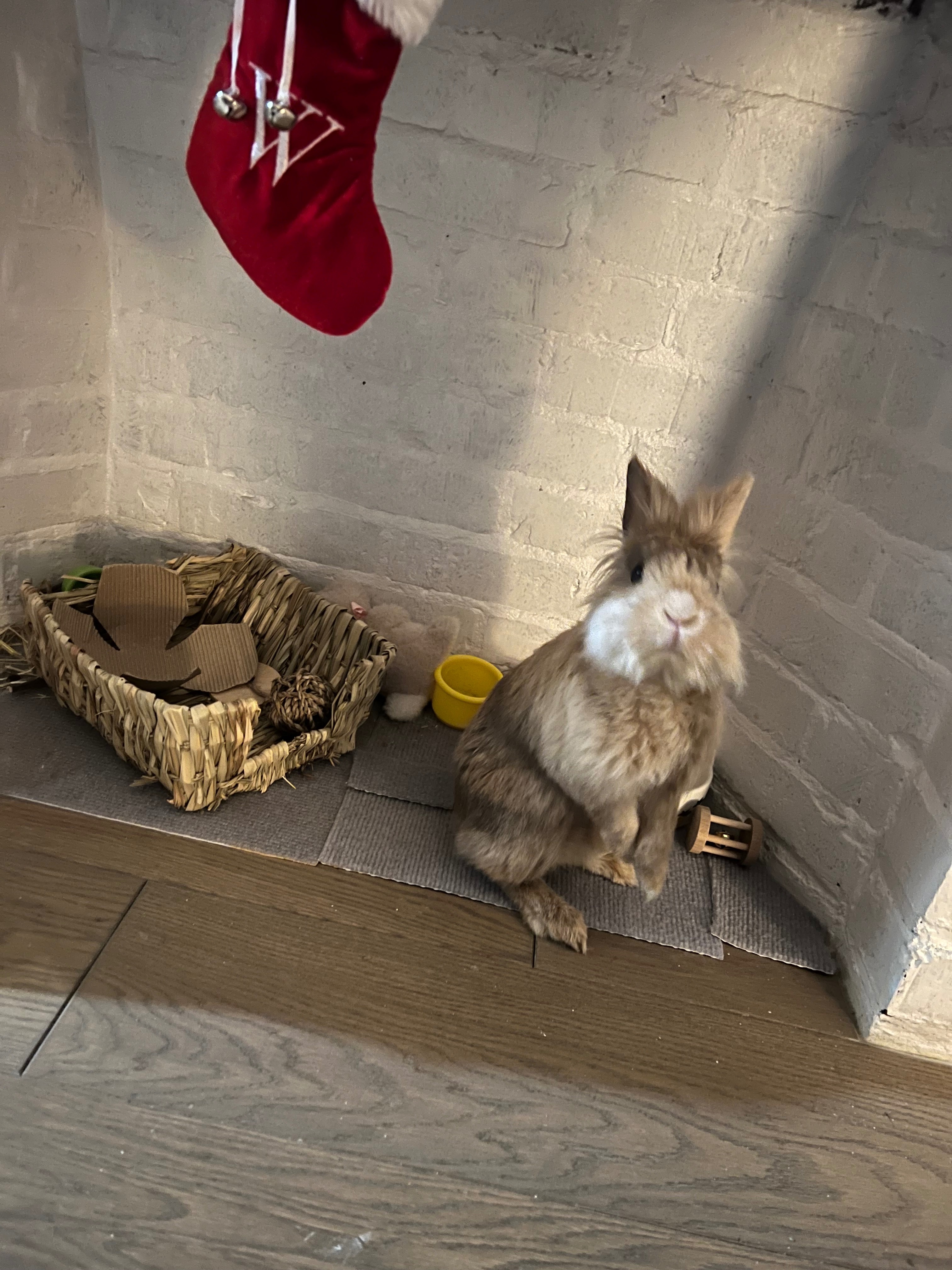 Help Waffles Get Lifesaving Dental Surgery campaign photo, 4 of 8