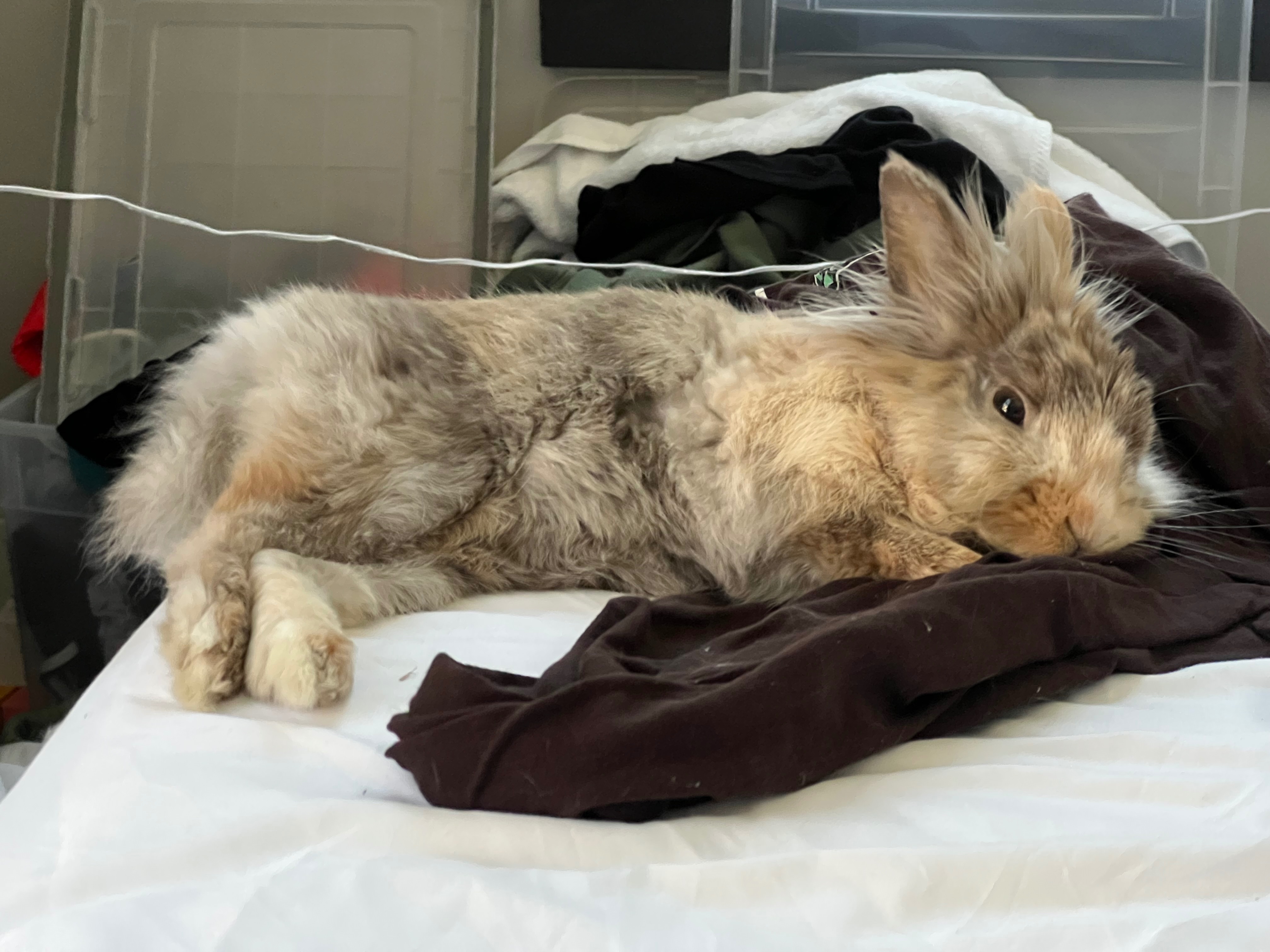 Help Waffles Get Lifesaving Dental Surgery campaign photo, 6 of 8