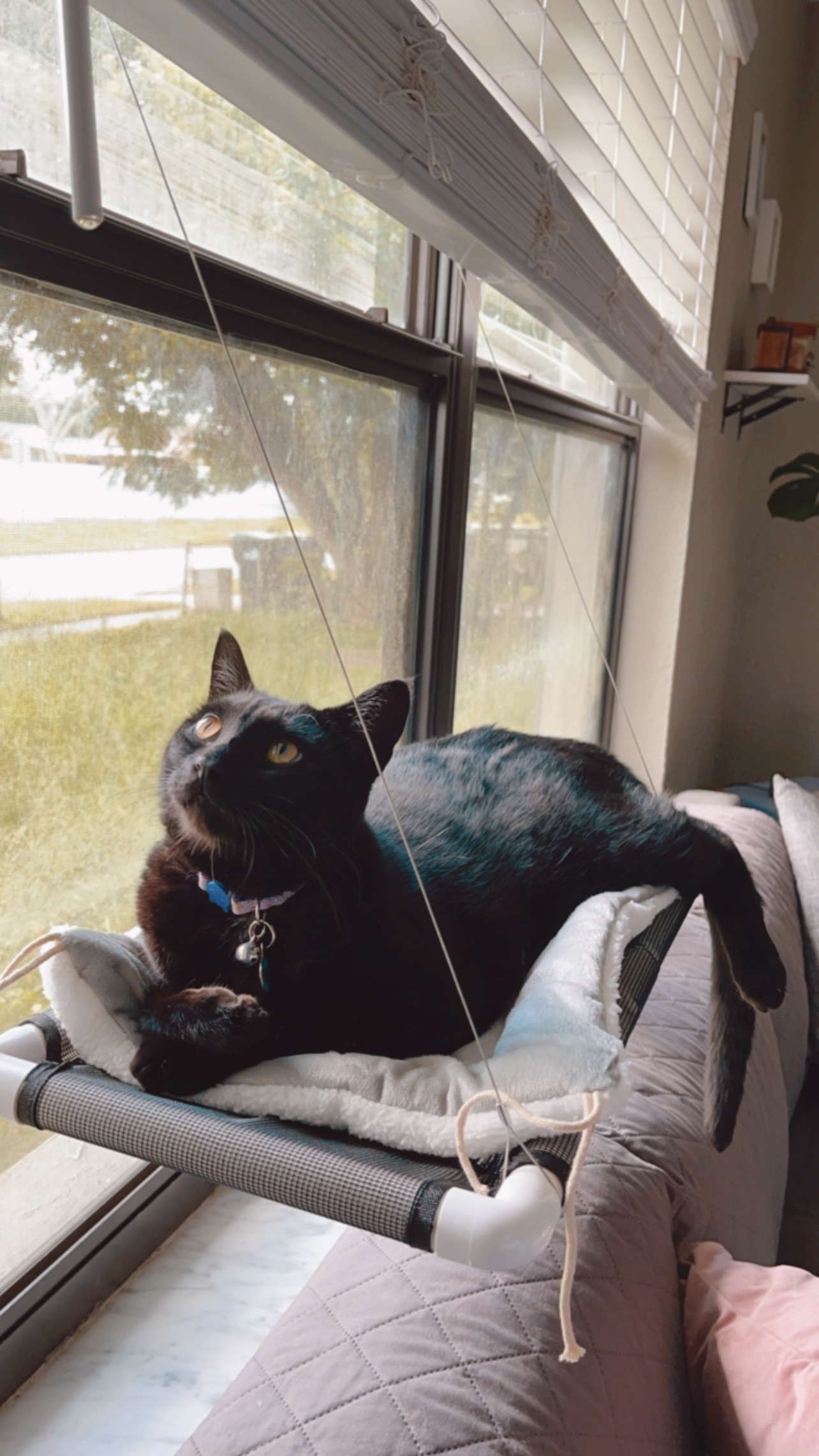 Give Loki a Pain-Free Life: Support Delaney campaign photo, 6 of 7