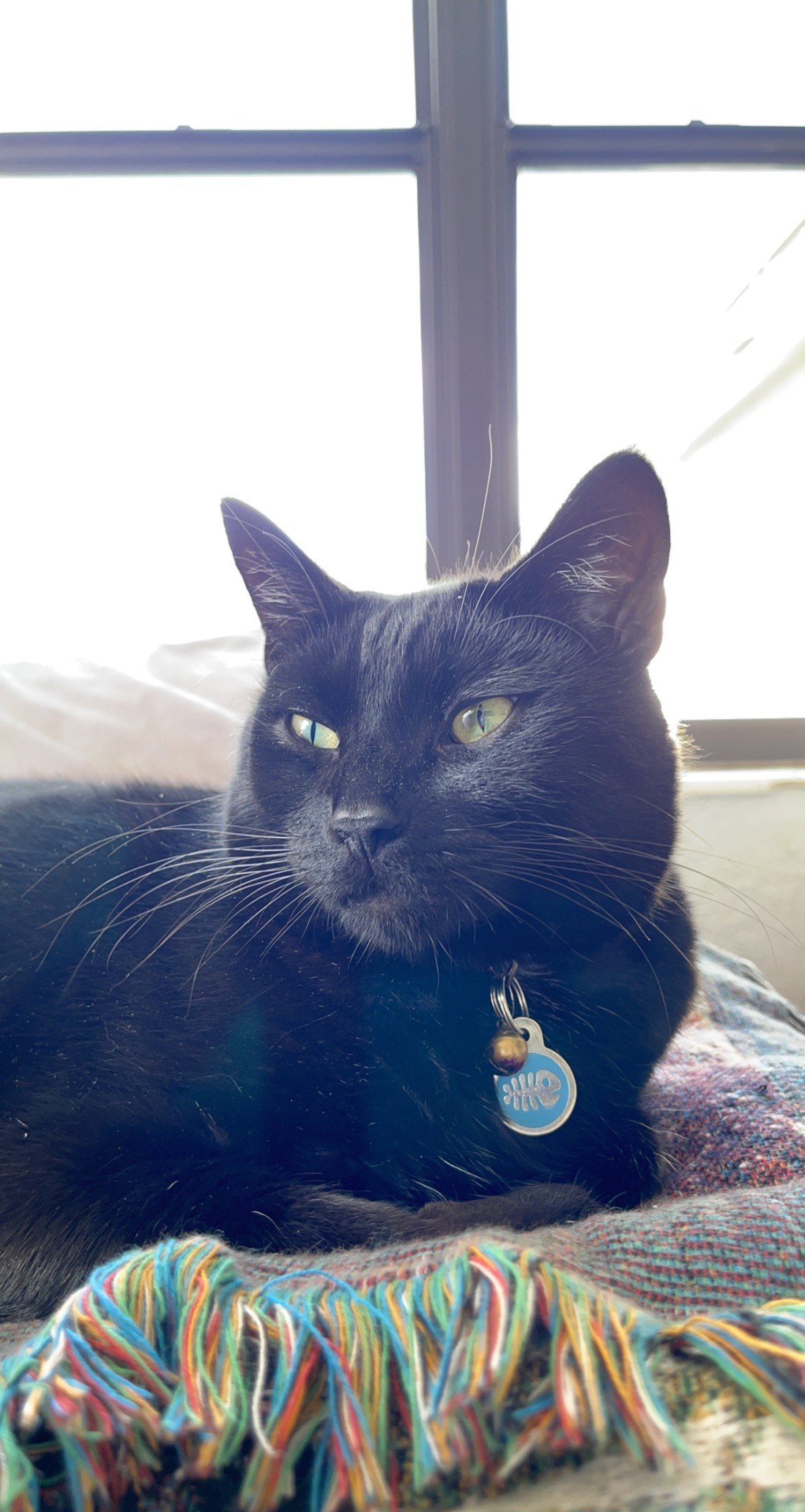 Give Loki a Pain-Free Life: Support Delaney campaign photo, 2 of 7