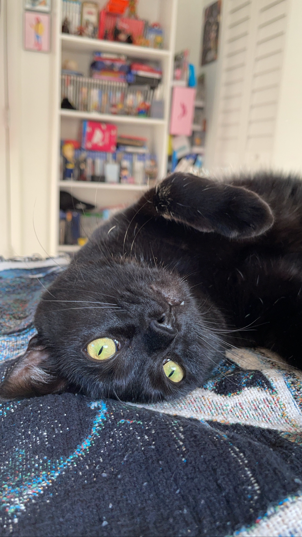 Give Loki a Pain-Free Life: Support Delaney campaign photo, 4 of 7