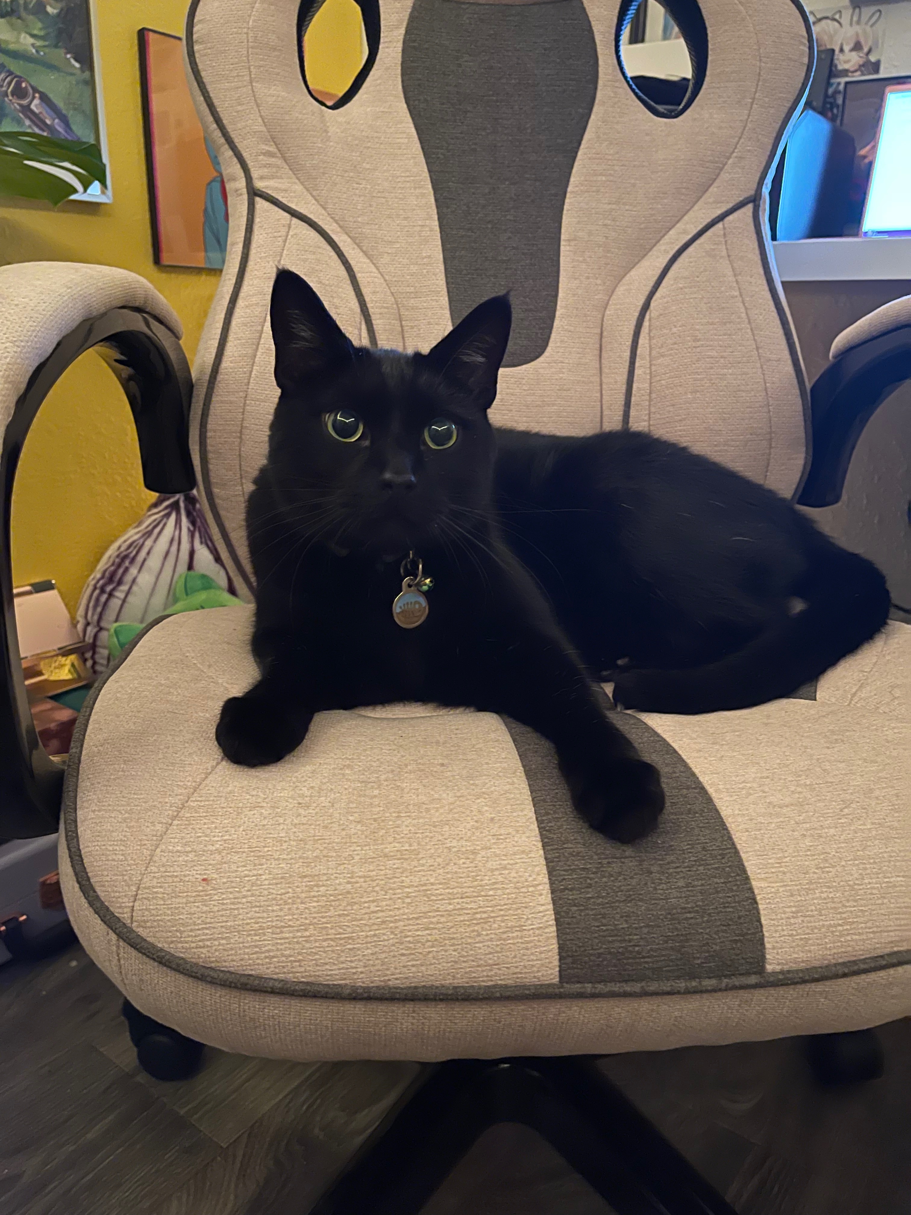Give Loki a Pain-Free Life: Support Delaney campaign photo, 5 of 7