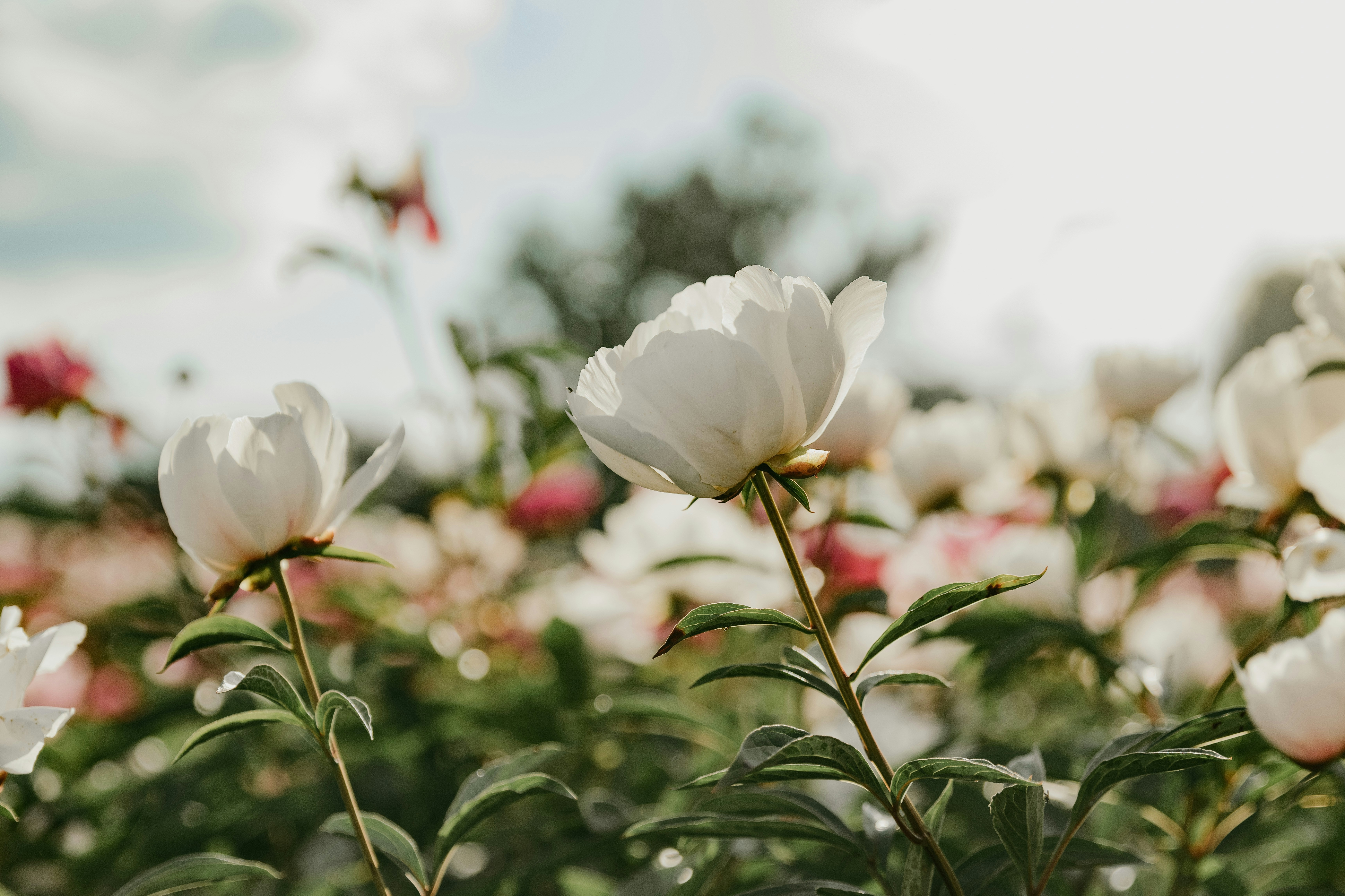 User-uploaded image 1