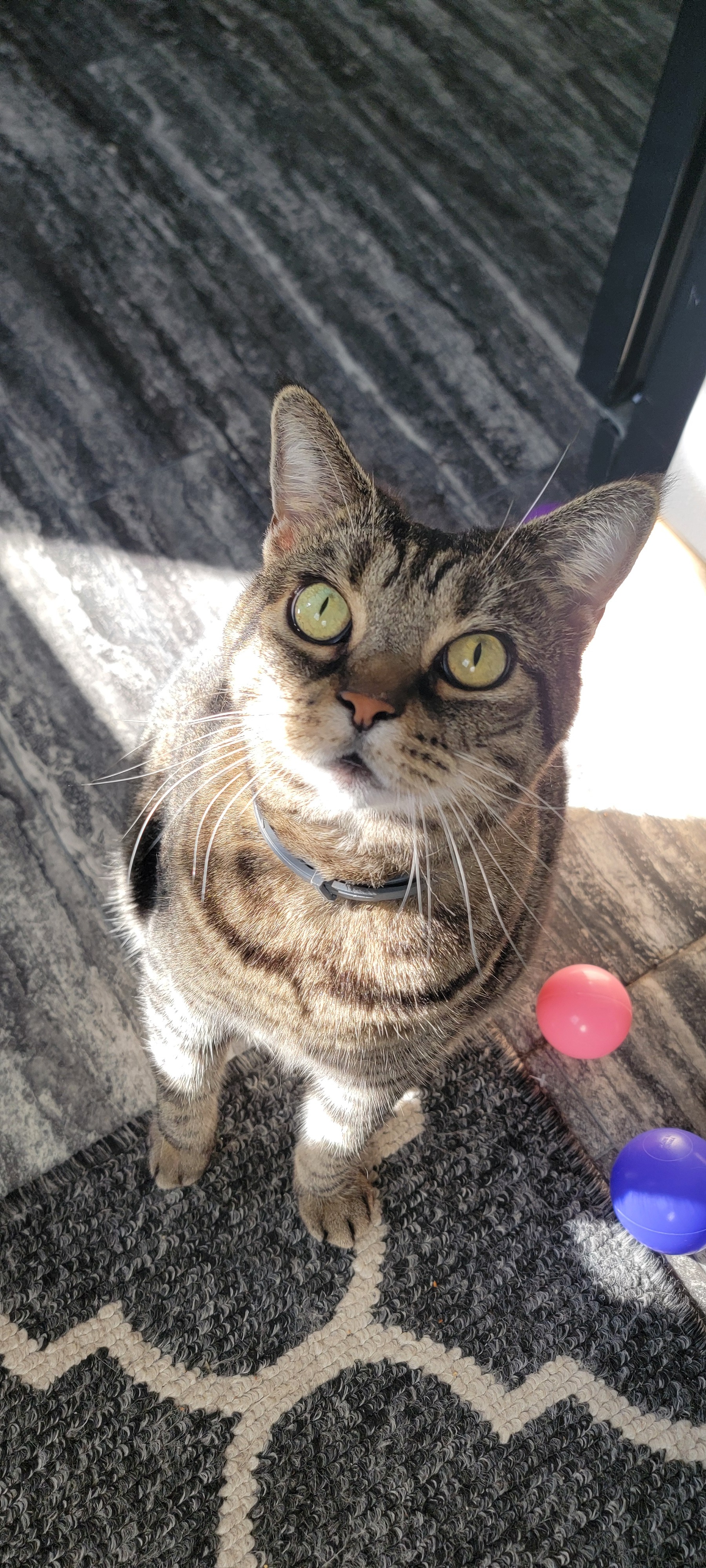 Help Oogie Boogie Get Life-Saving Surgery campaign photo, 7 of 8