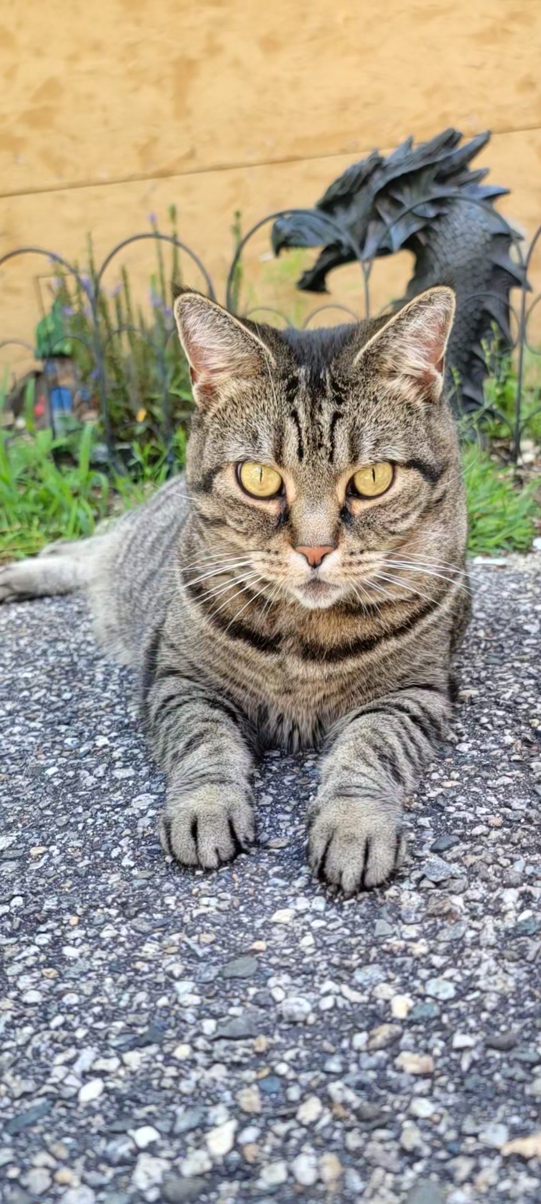Help Oogie Boogie Get Life-Saving Surgery campaign photo, 5 of 8