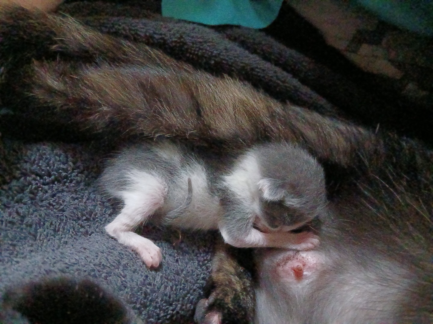 Save Honey: Urgent Surgery Needed campaign photo, 4 of 5