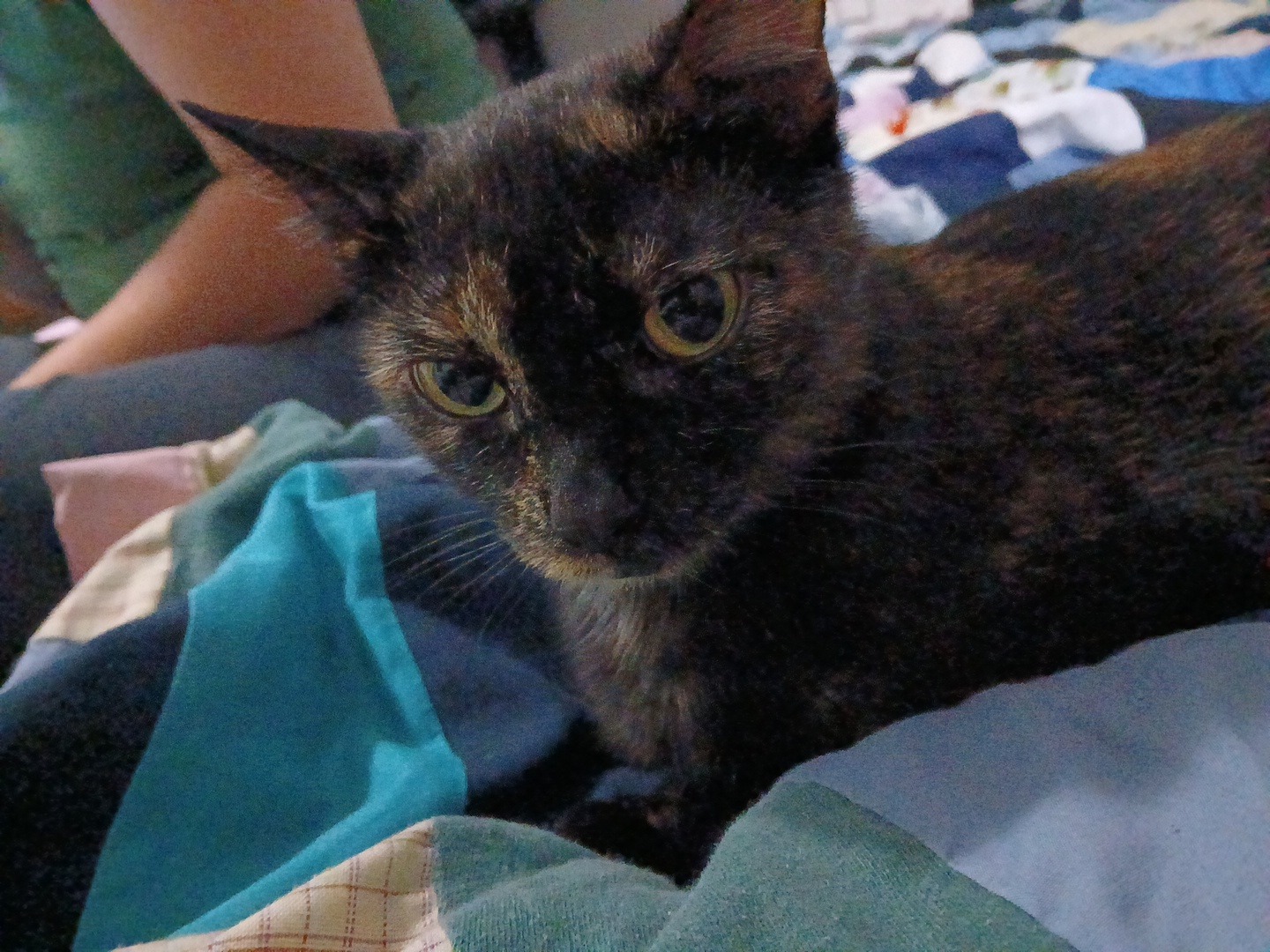 Save Honey: Urgent Surgery Needed campaign photo, 2 of 5