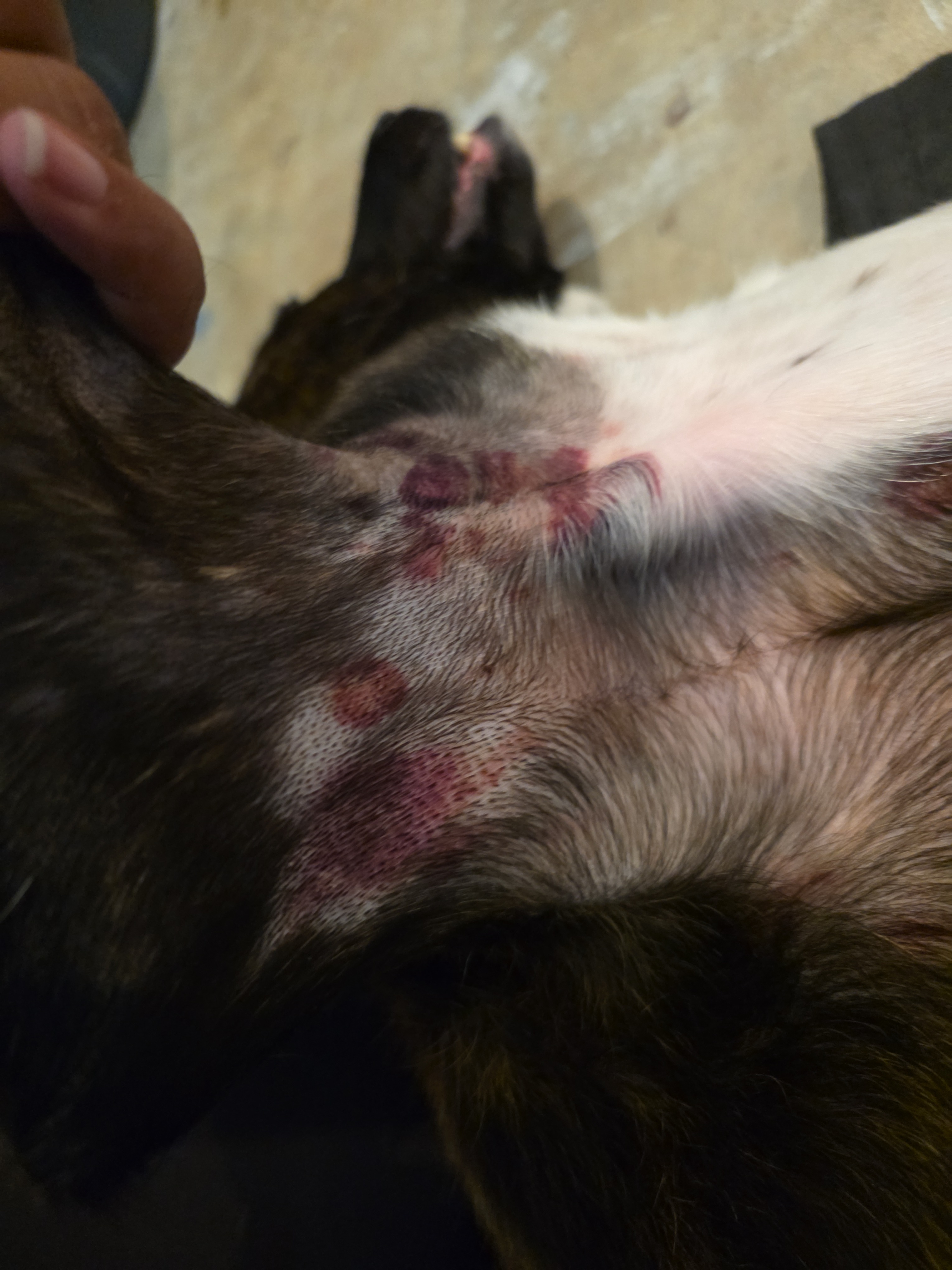 Donate to Save Suki's Life campaign photo, 6 of 7